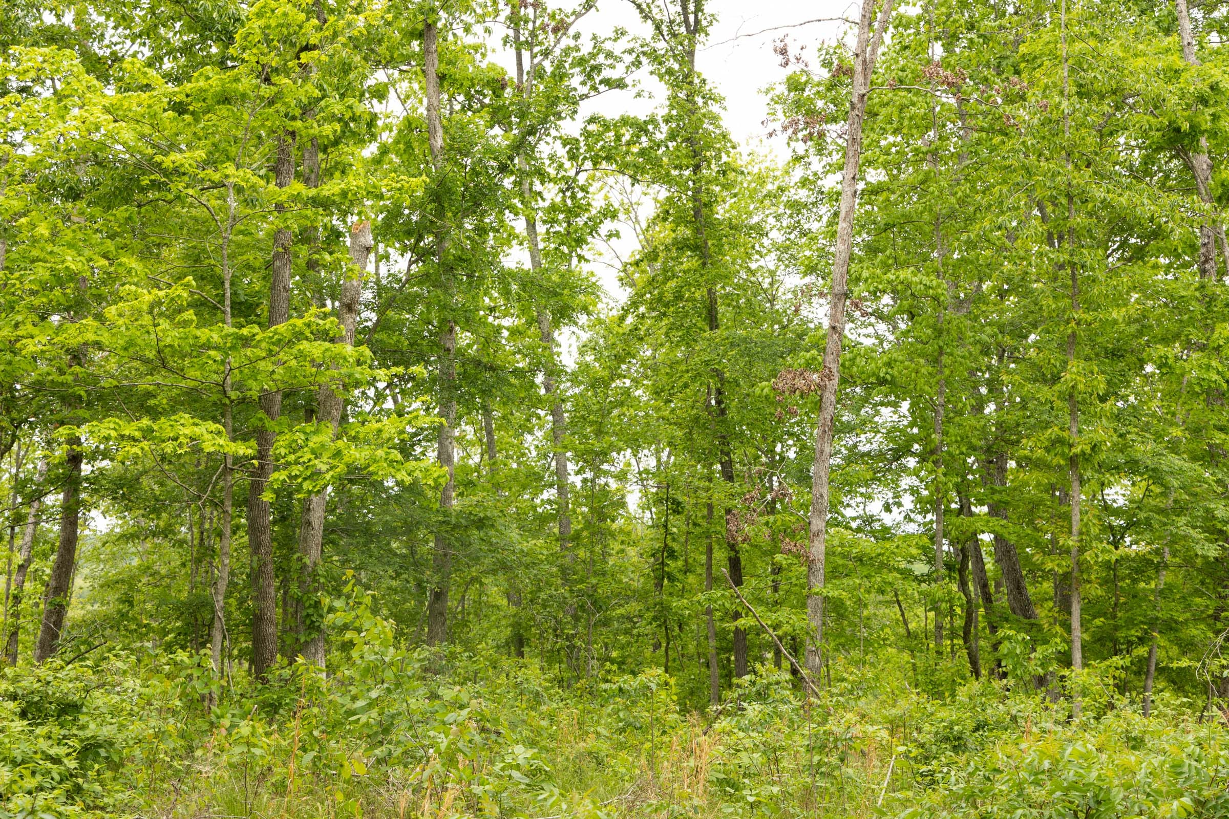 Stardust Estates Tract 18 photo 4
