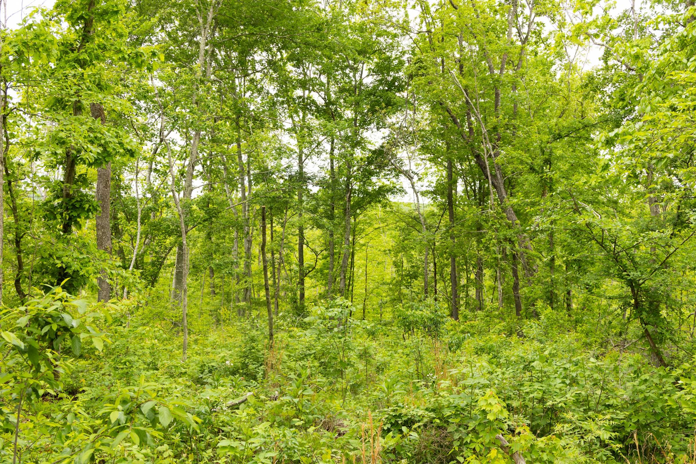 Stardust Estates Tract 18 photo 3