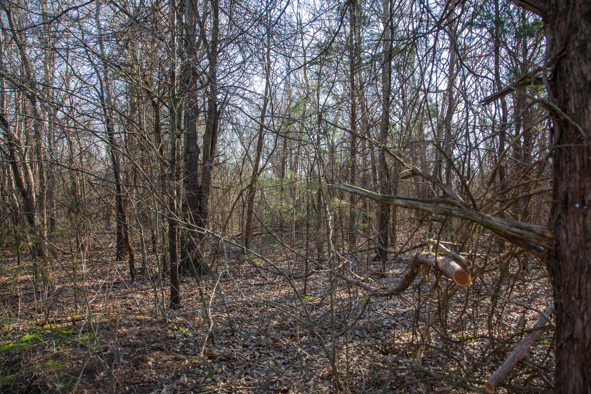 Eufaula Cove Tract 22 photo 3