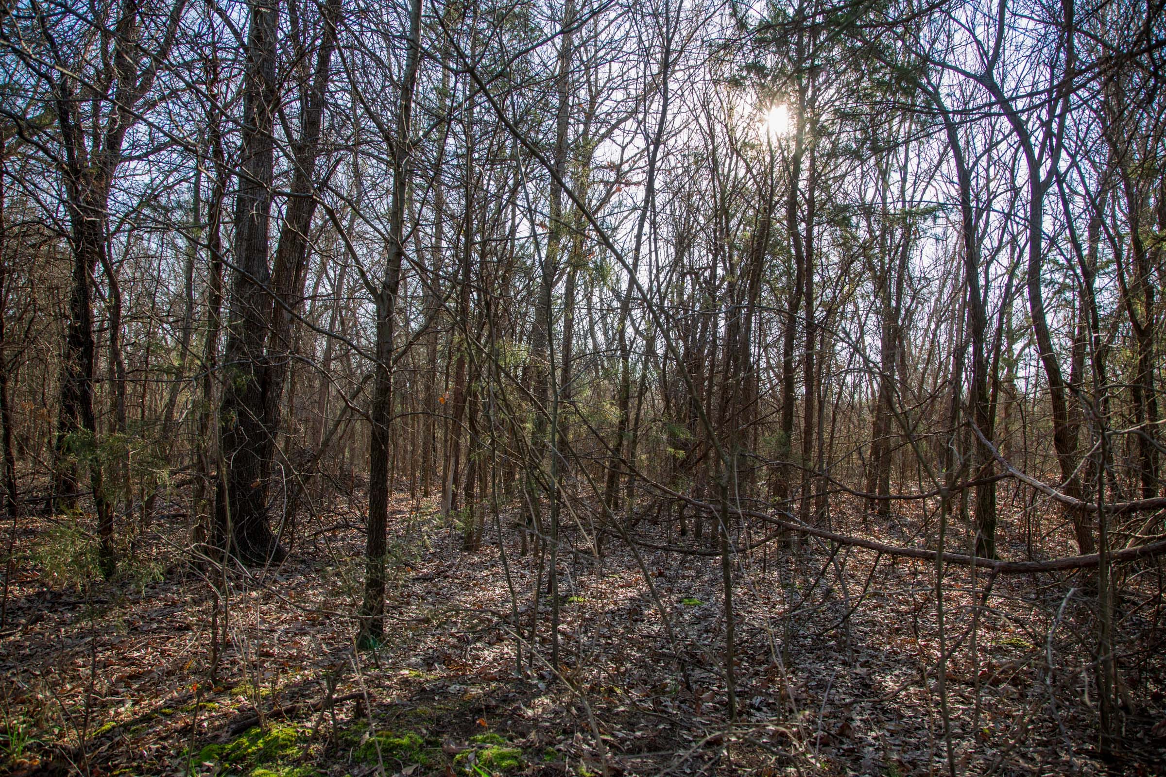 Eufaula Cove Tract 22 photo 4