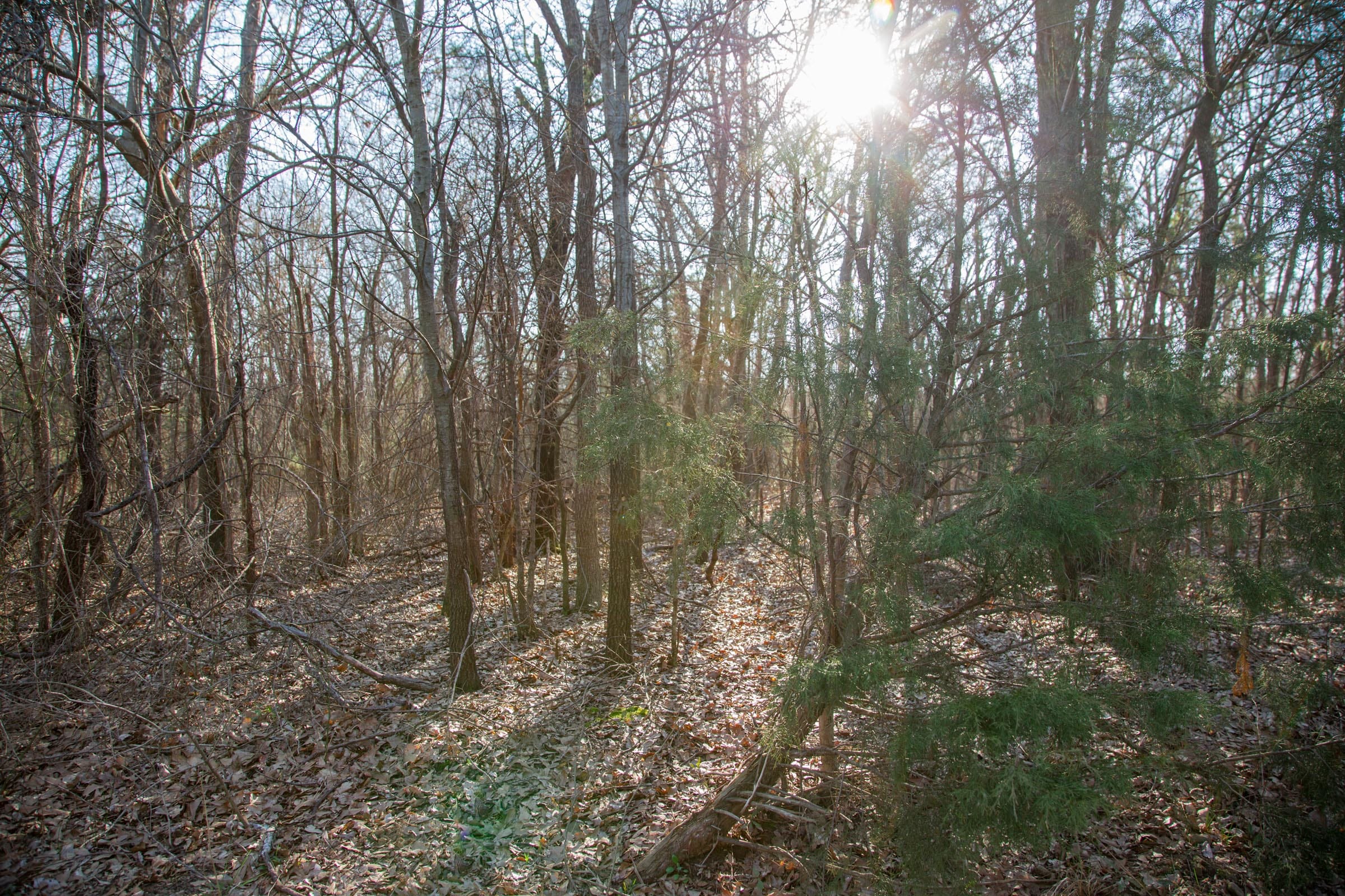 Eufaula Cove Tract 22 photo 5