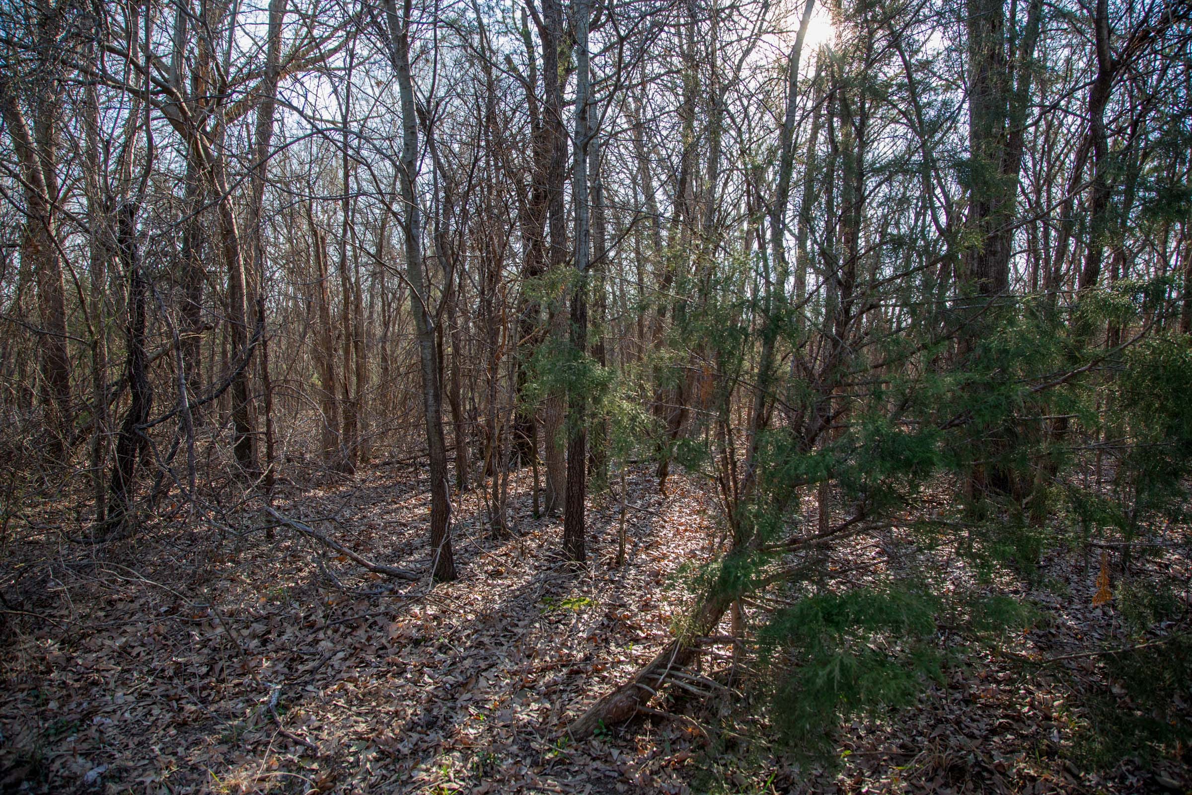 Eufaula Cove Tract 22 photo 6