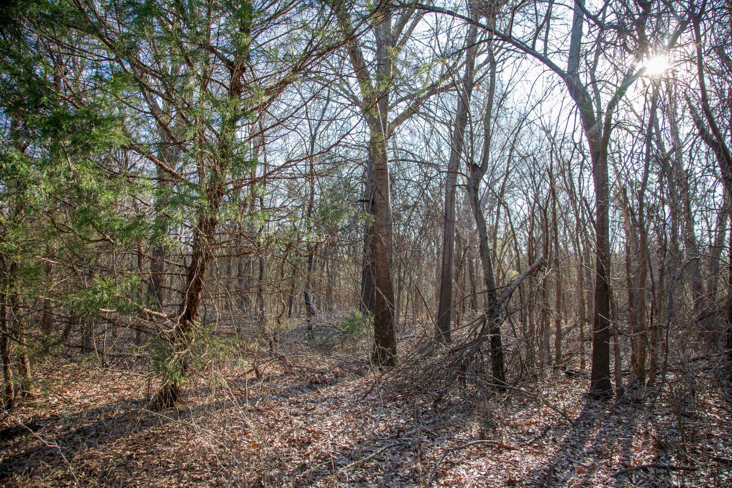 Eufaula Cove Tract 22 photo 7