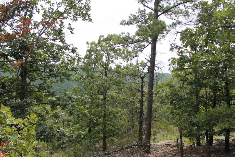Trophy Ridge Phase III Tract 31 photo 3