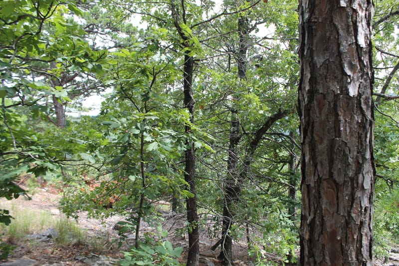 Trophy Ridge Phase III Tract 31 photo 6