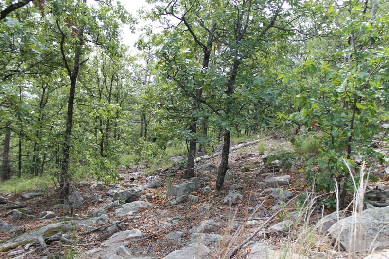 Trophy Ridge Phase III Tract 31 photo 7