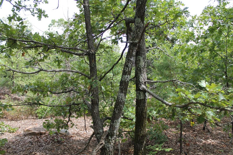 Trophy Ridge Phase III Tract 31 photo 9