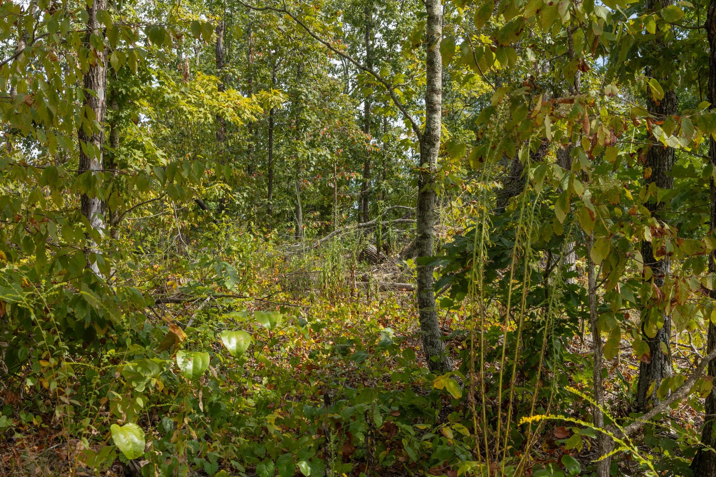 Big White Oak Tract 74 photo 6