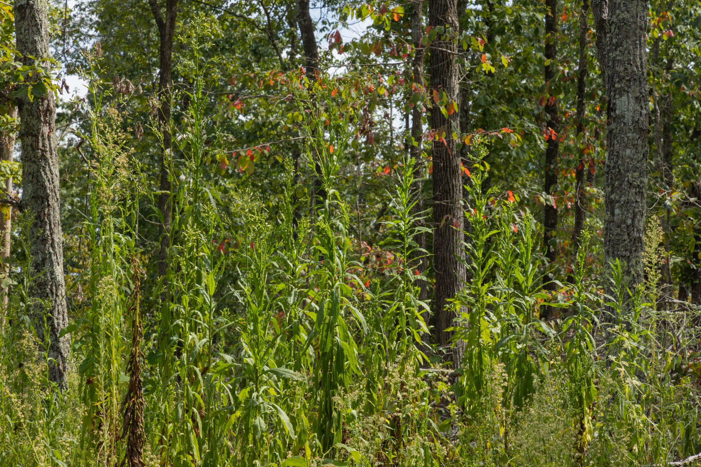 Big White Oak Tract 74 photo 5