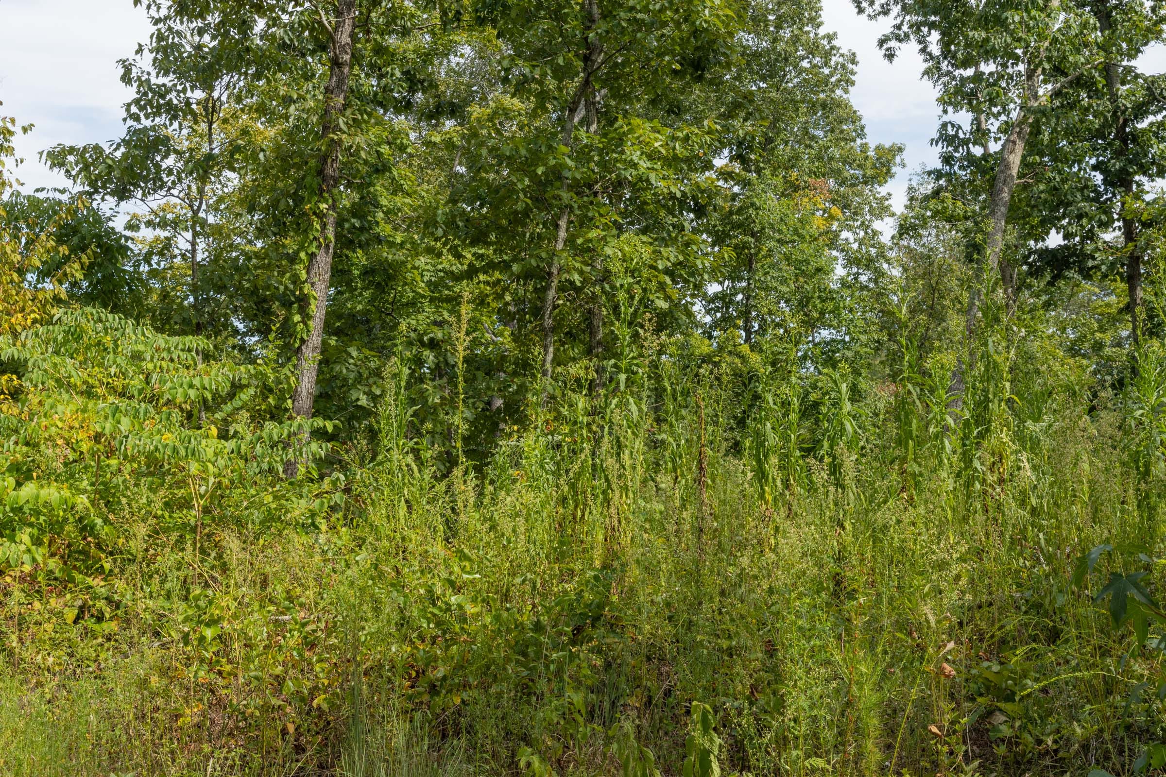 Big White Oak Tract 74 photo 2