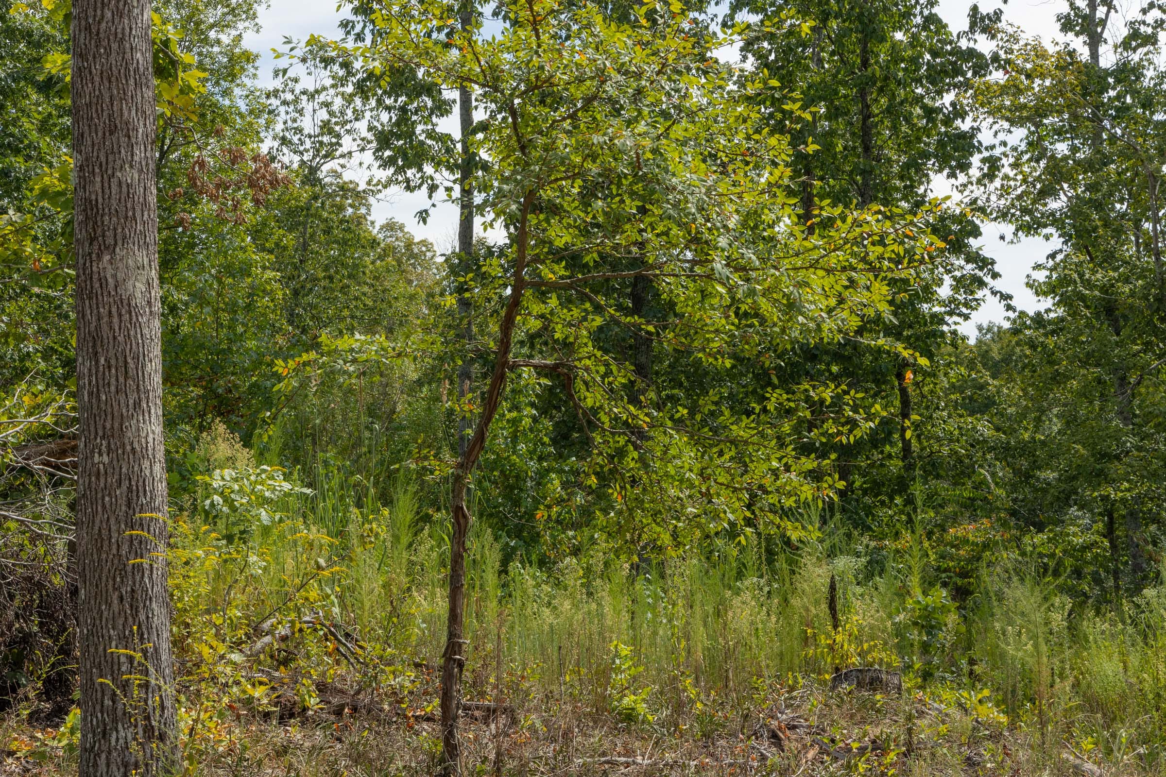 Big White Oak Tract 74 photo 9