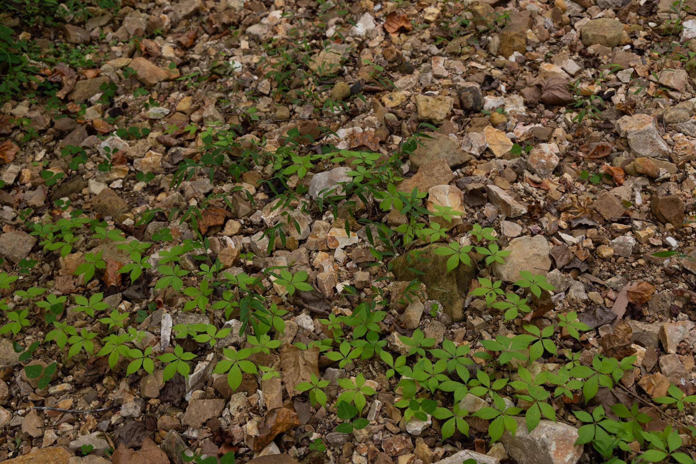Big White Oak Tract 74 photo 10