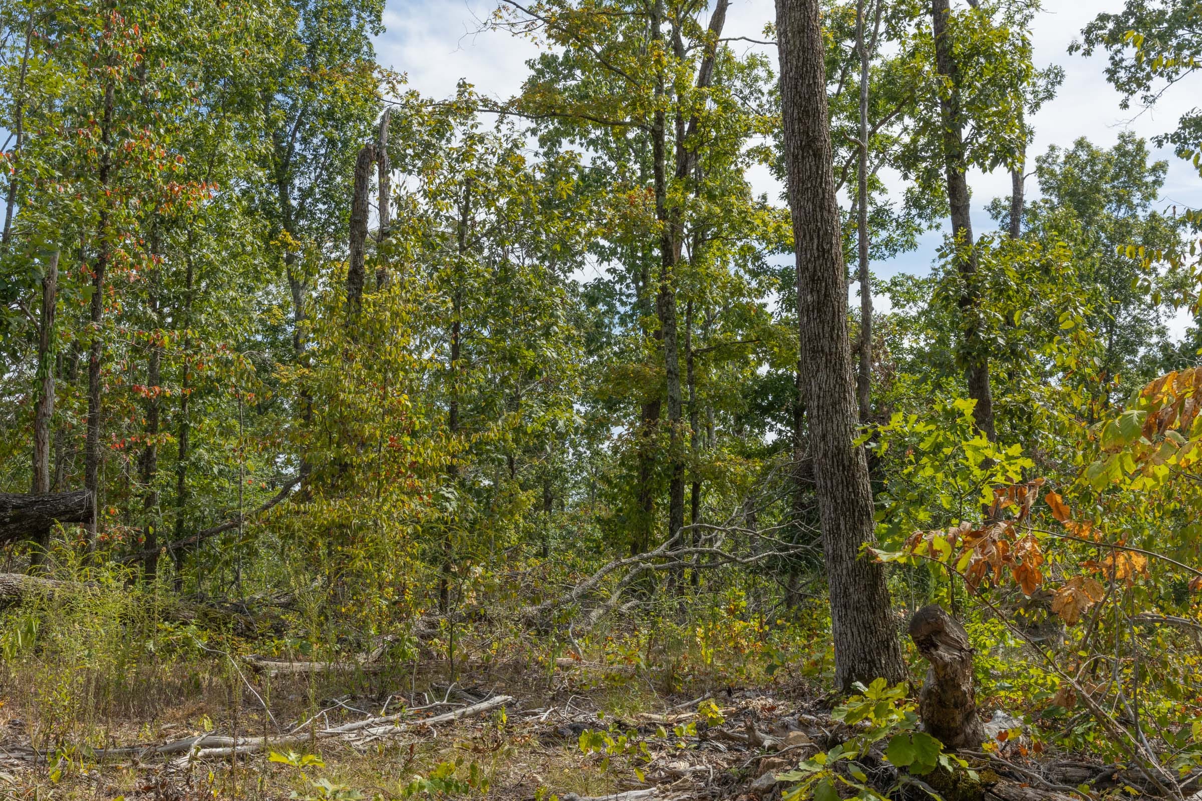 Big White Oak Tract 74 photo 8