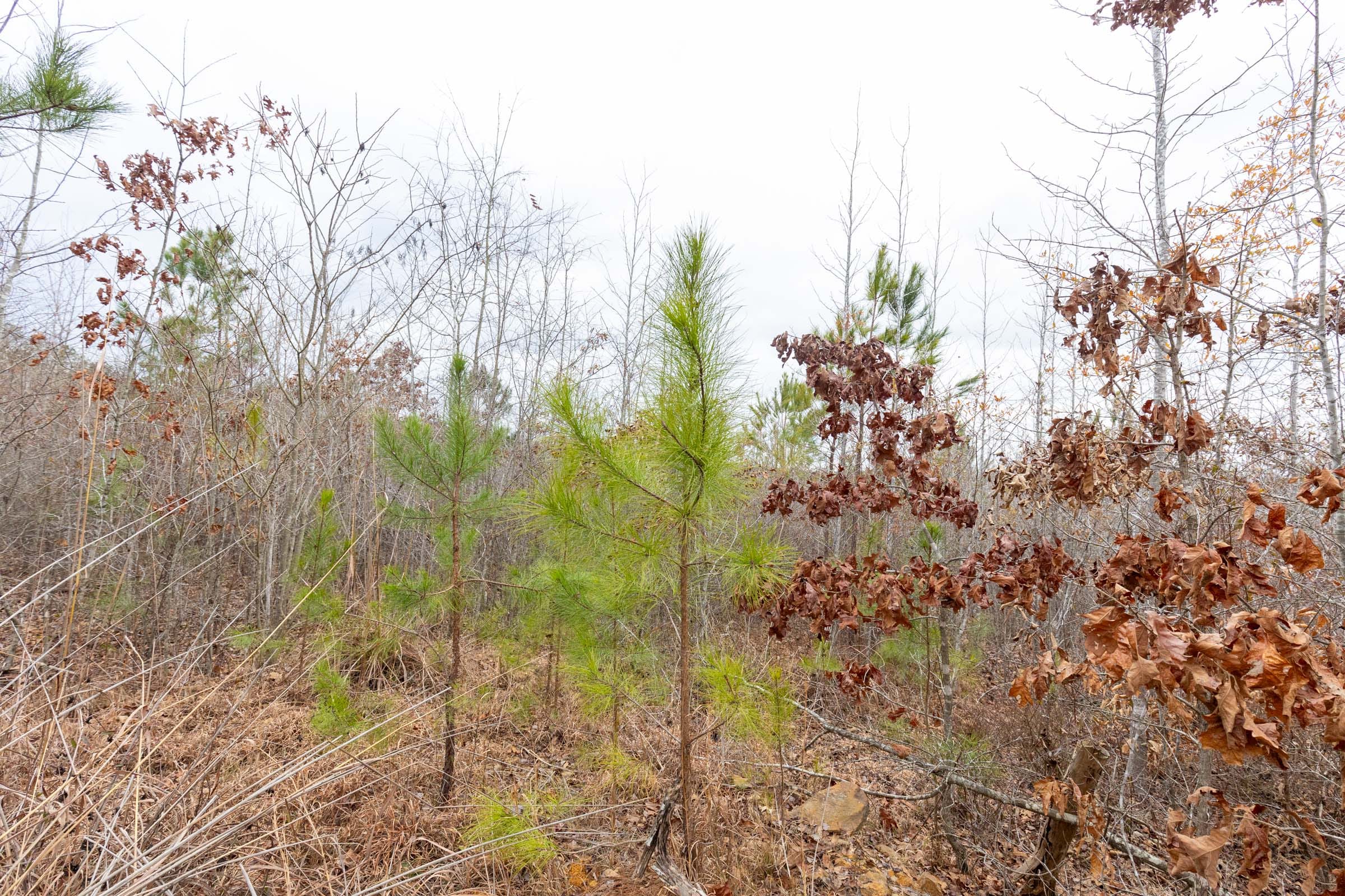 Baker Creek Tract 2 photo 11