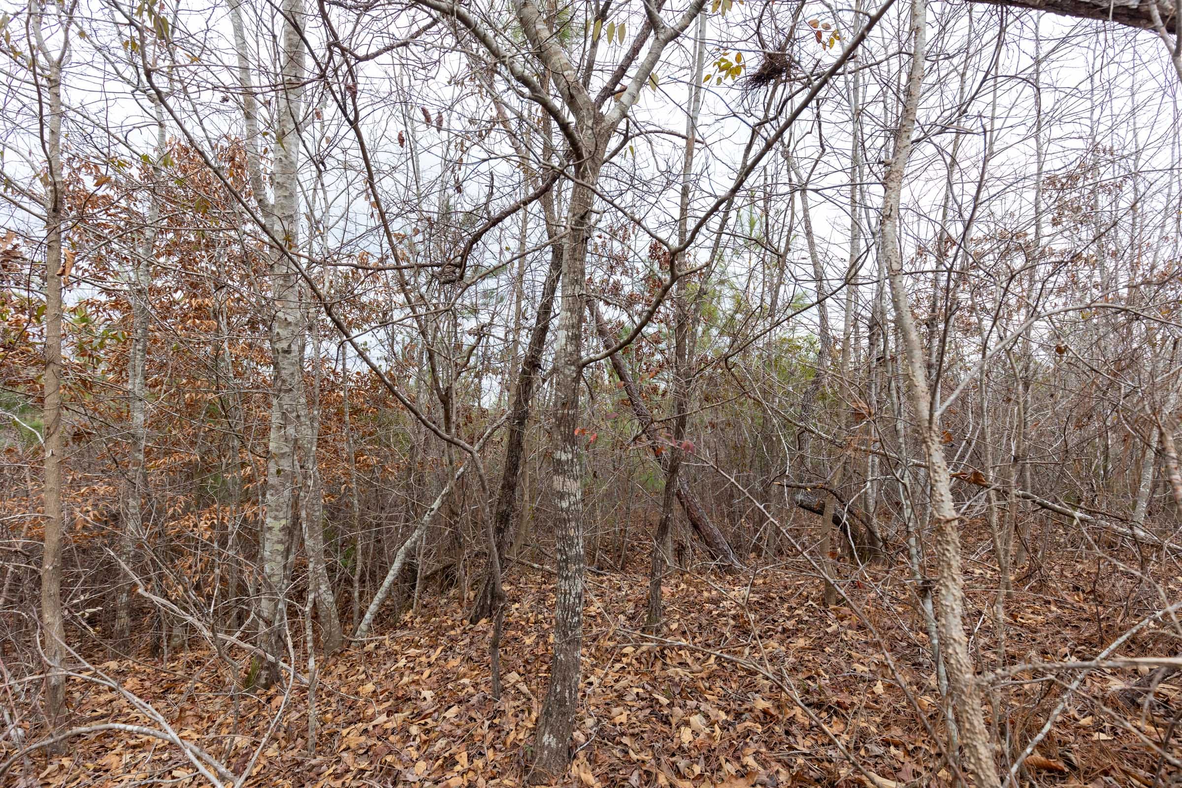 Baker Creek Tract 2 photo 13