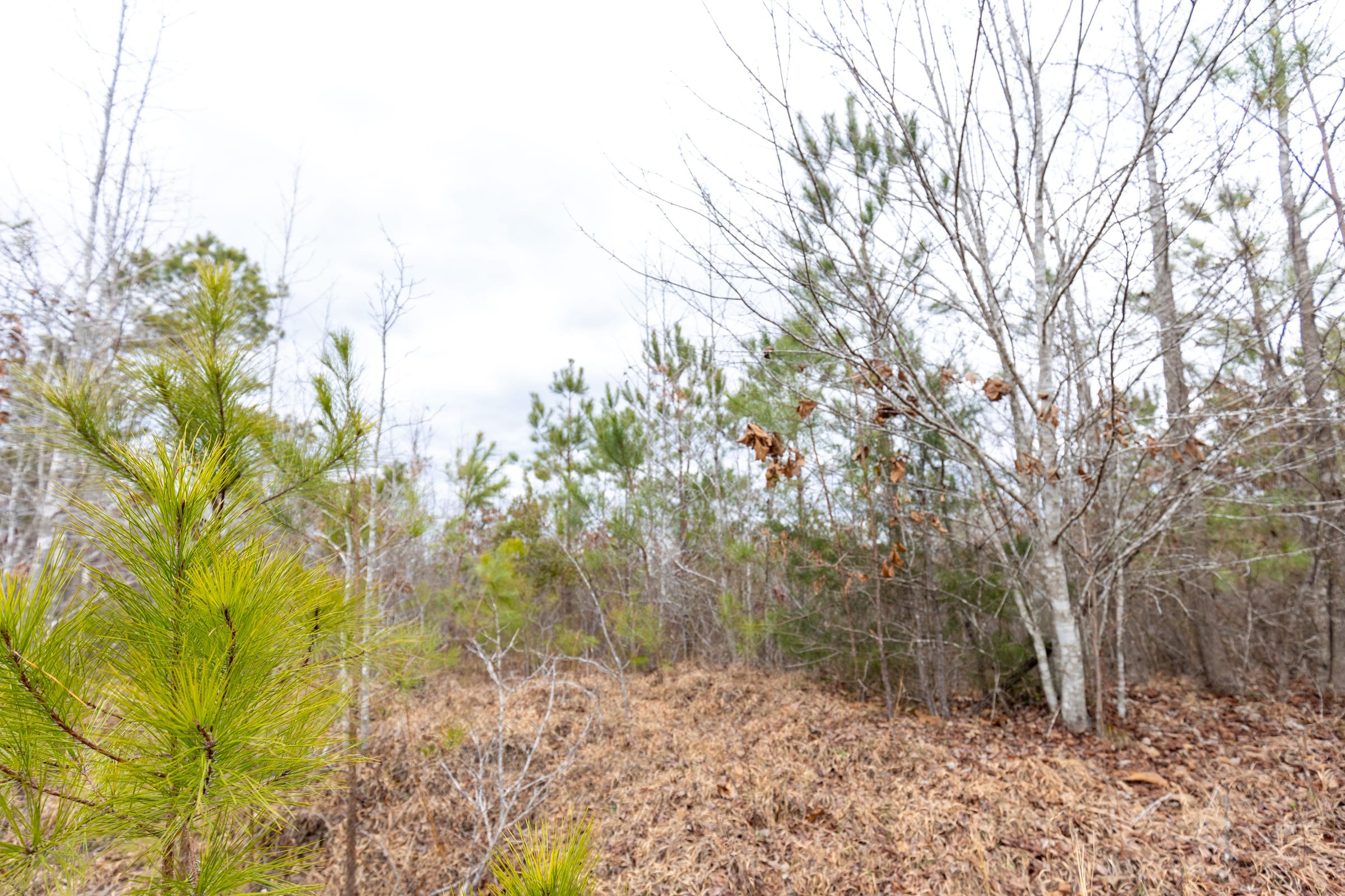 Baker Creek Tract 2 photo 14