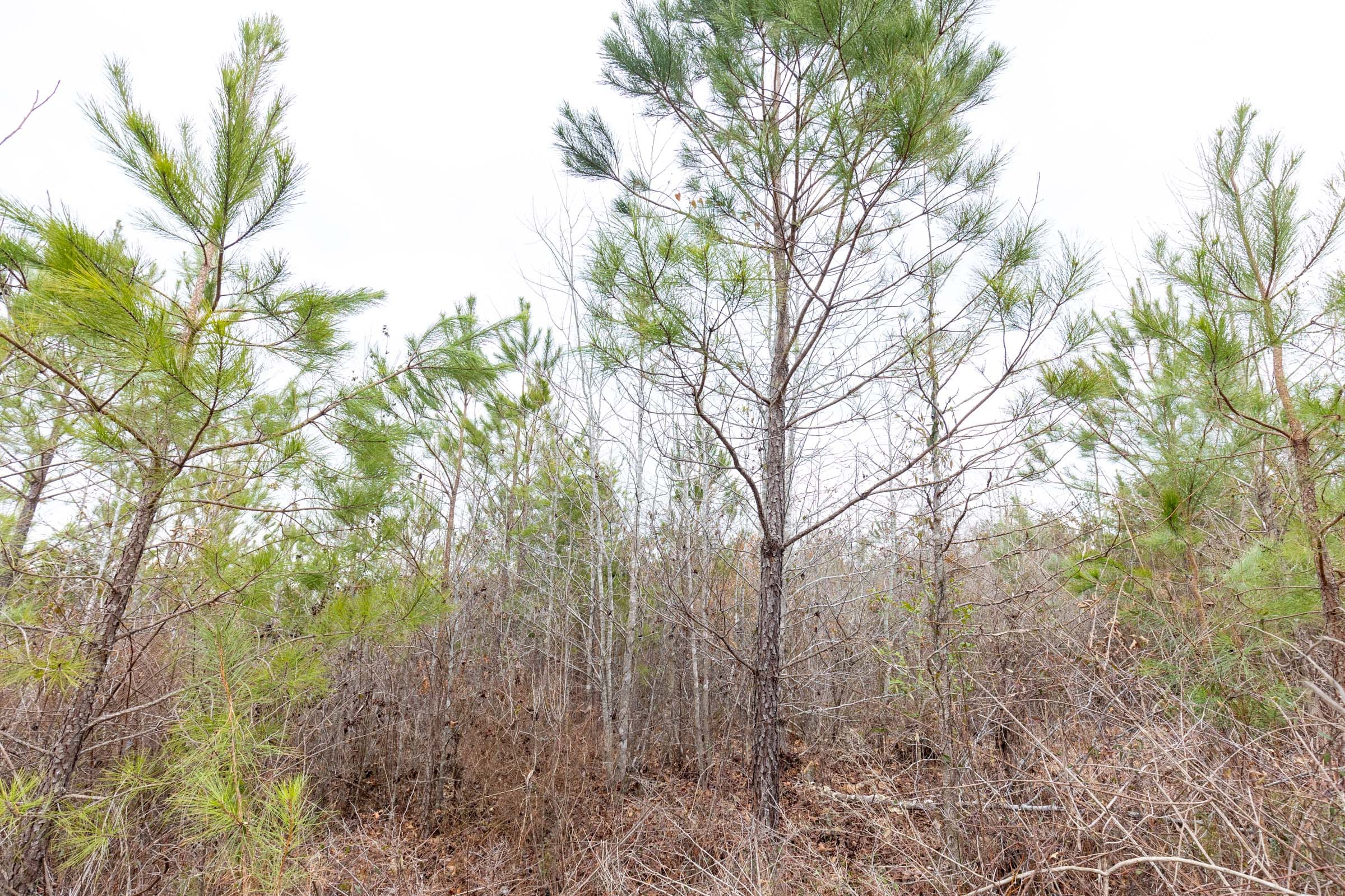 Baker Creek Tract 2 photo 16