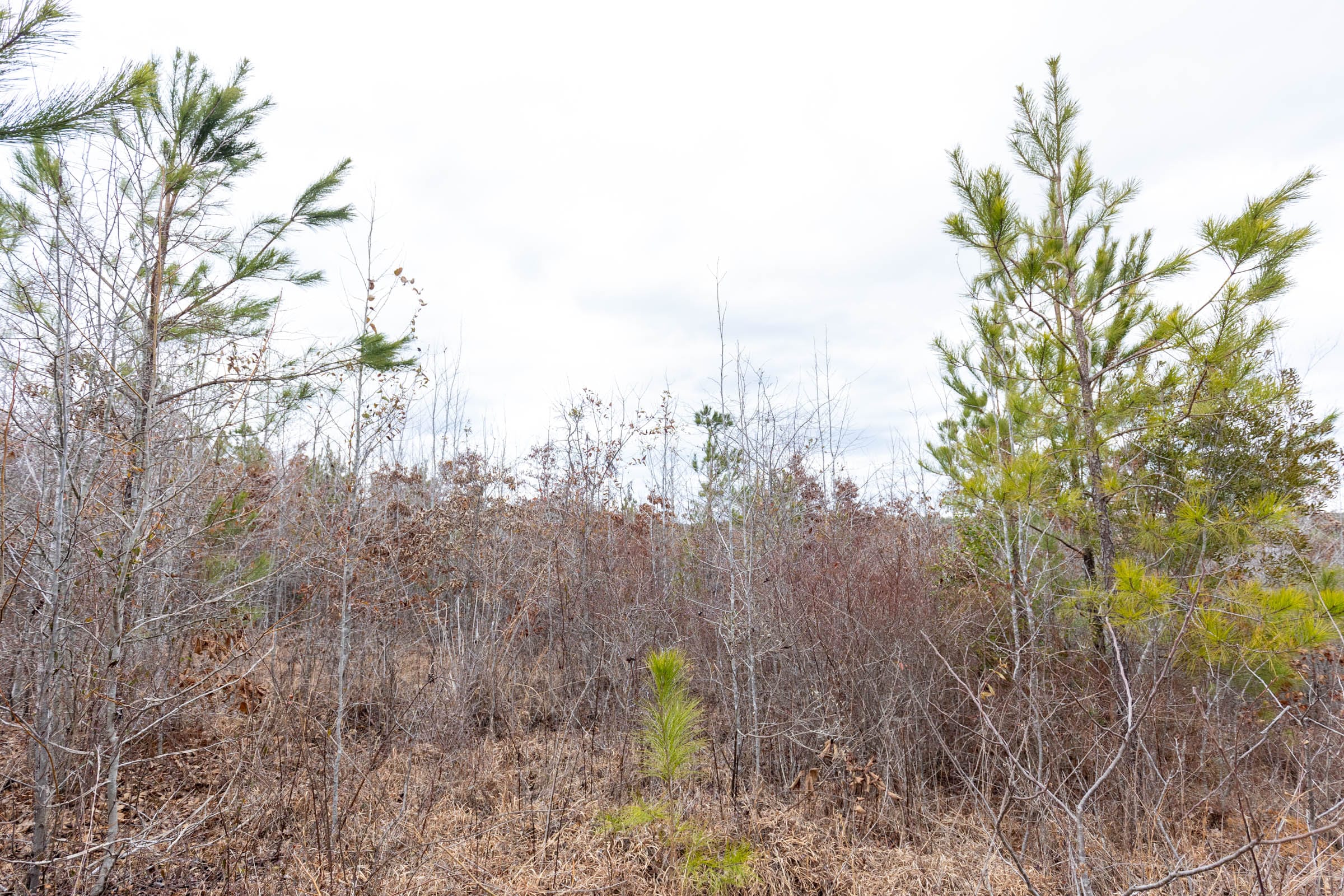 Baker Creek Tract 2 photo 10