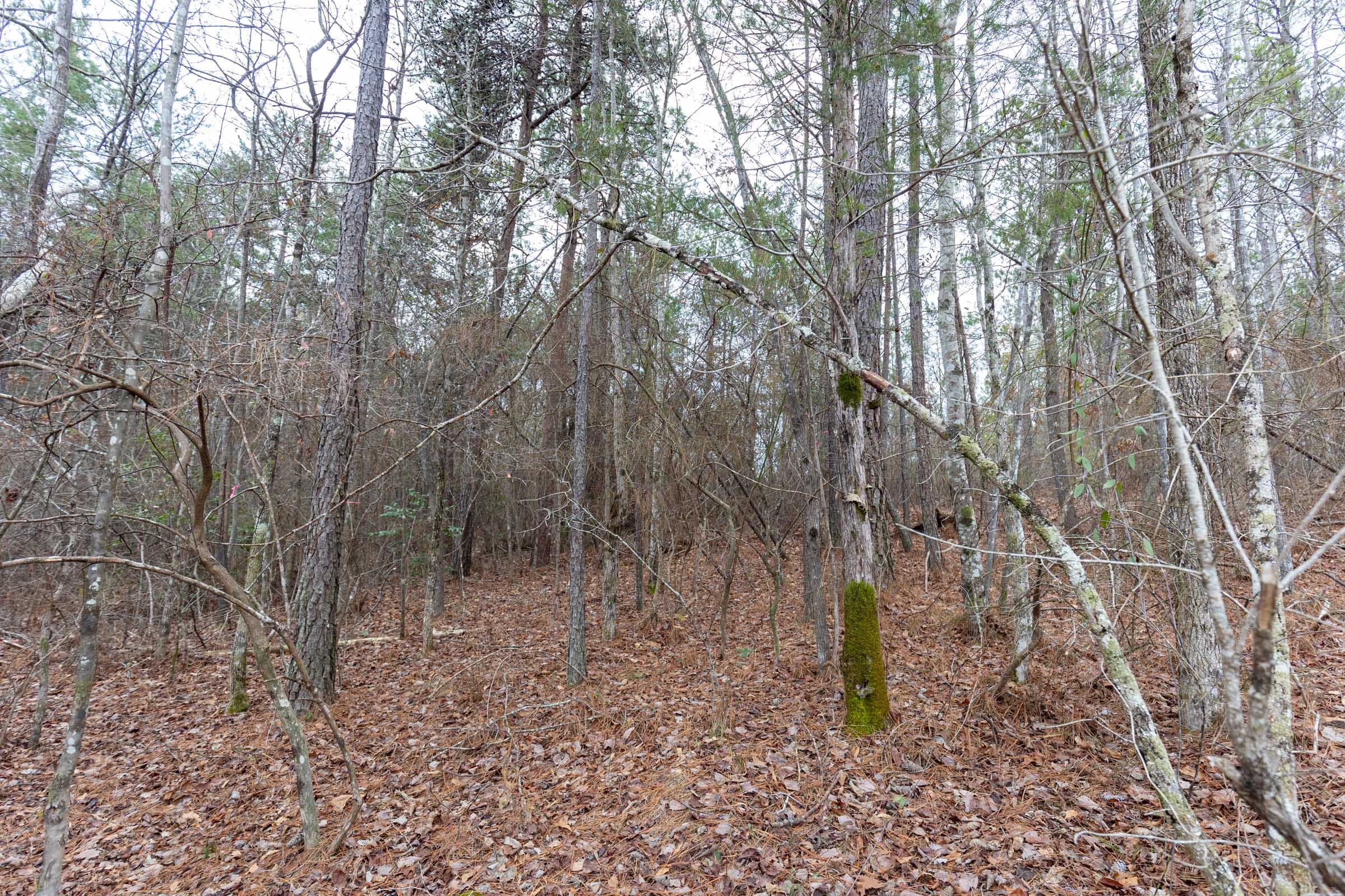 Baker Creek Tract 2 photo 8