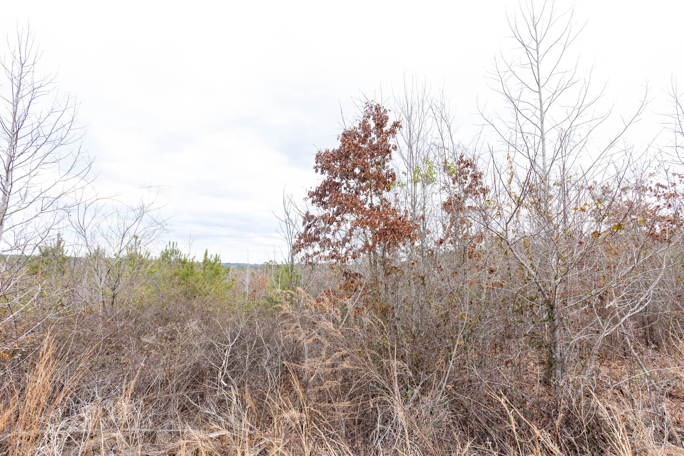 Baker Creek Tract 2 photo 7