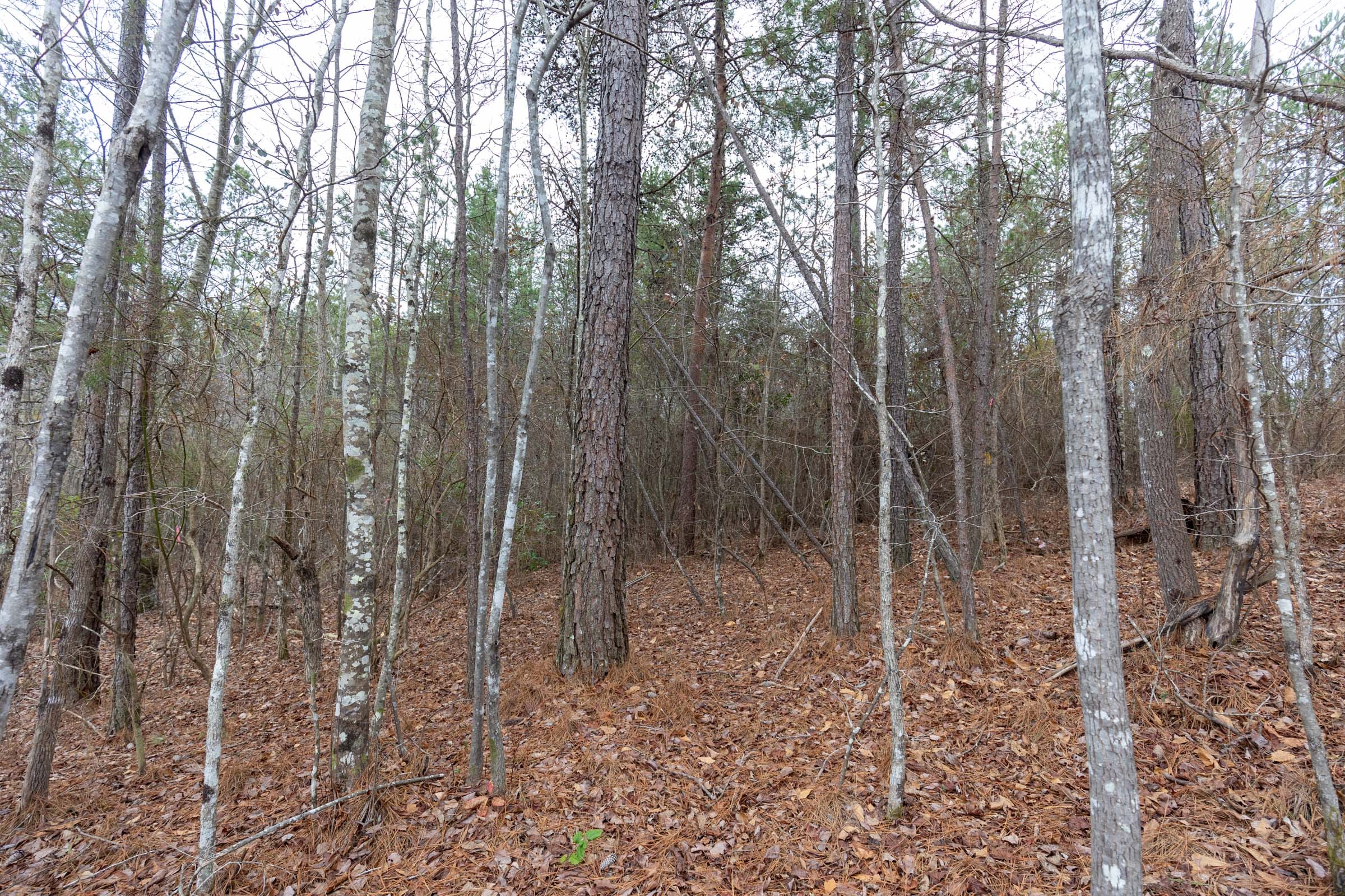 Baker Creek Tract 2 photo 6