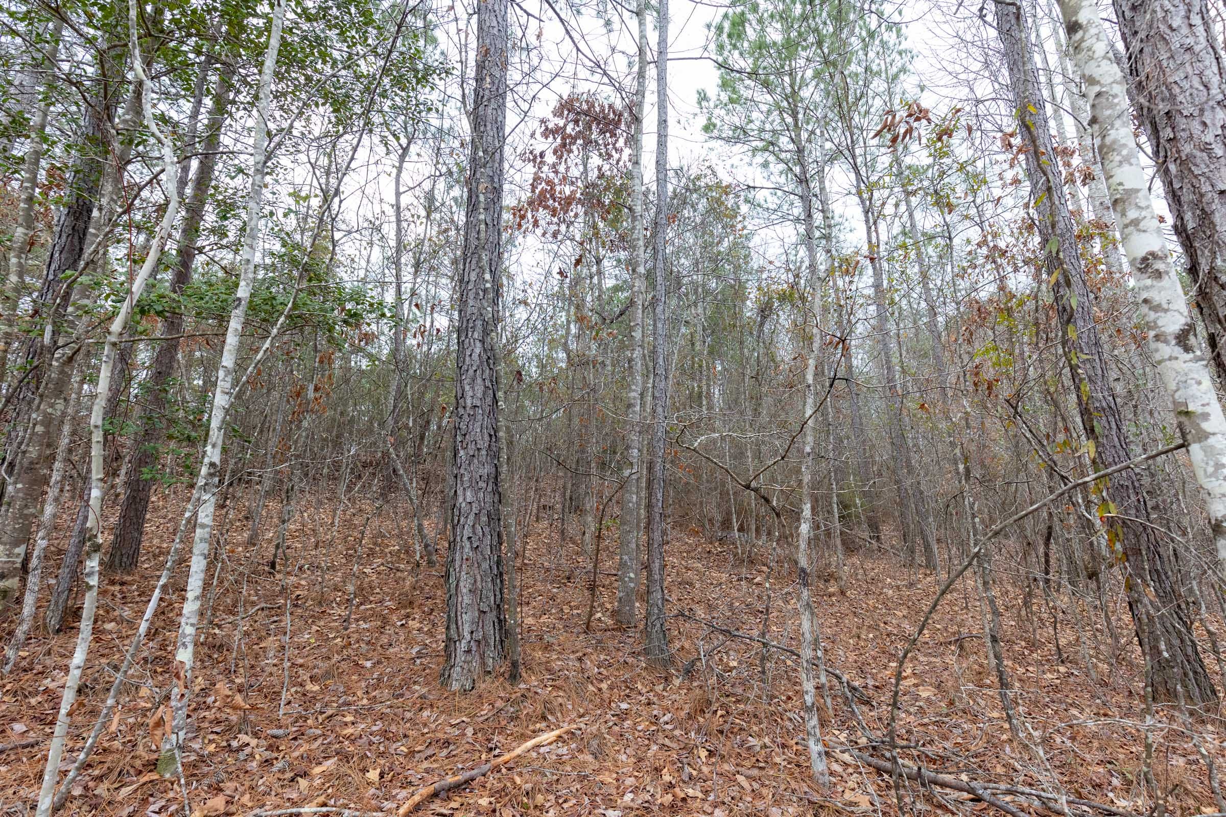 Baker Creek Tract 2 photo 4