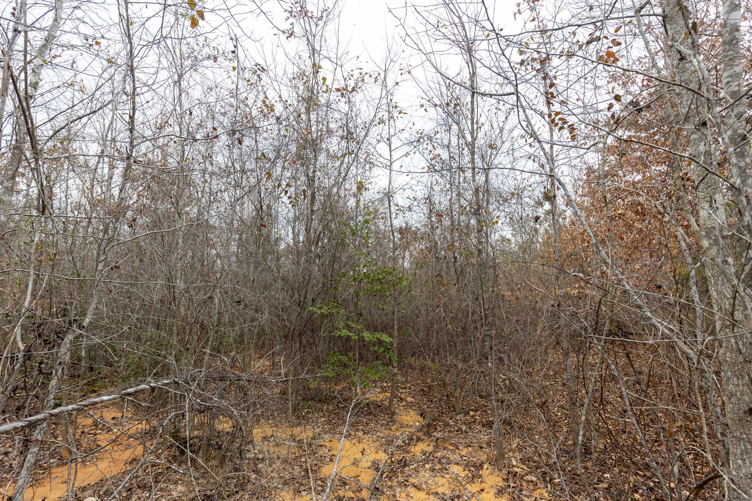 Baker Creek Tract 2 photo 2