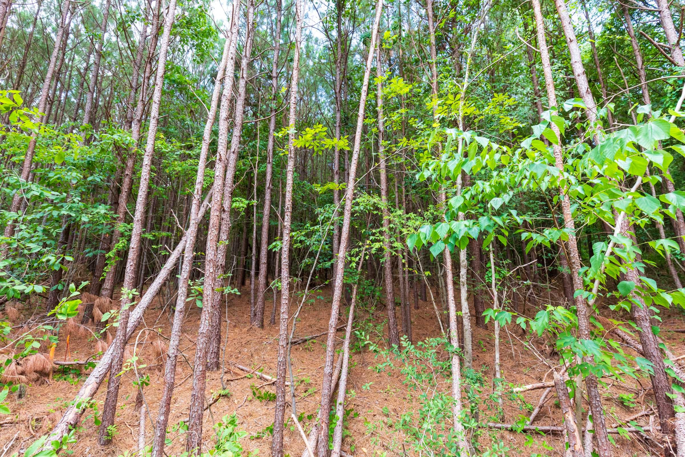 Whiskey Ridge Tract 102 photo 3