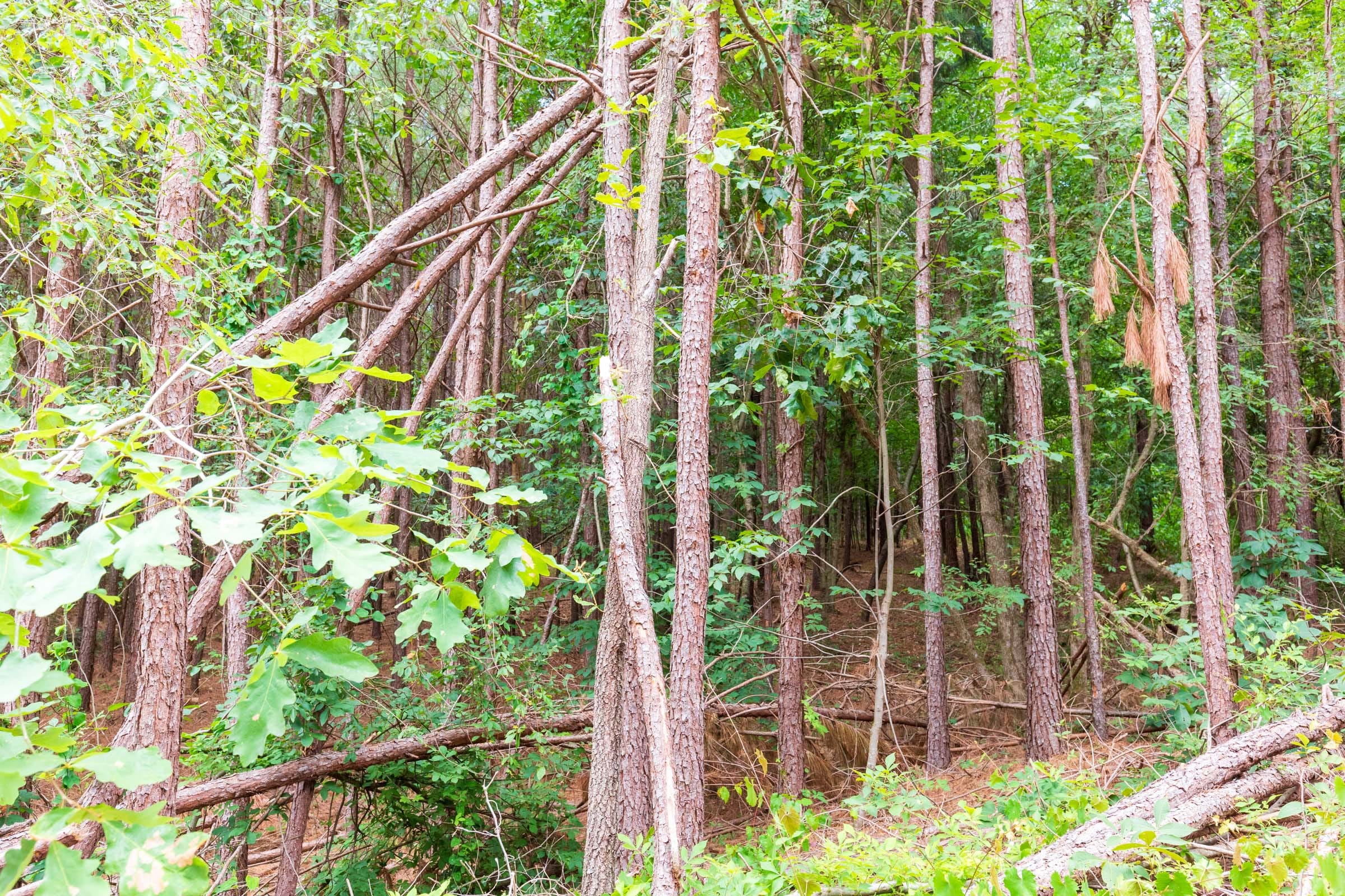Whiskey Ridge Tract 102 photo 4