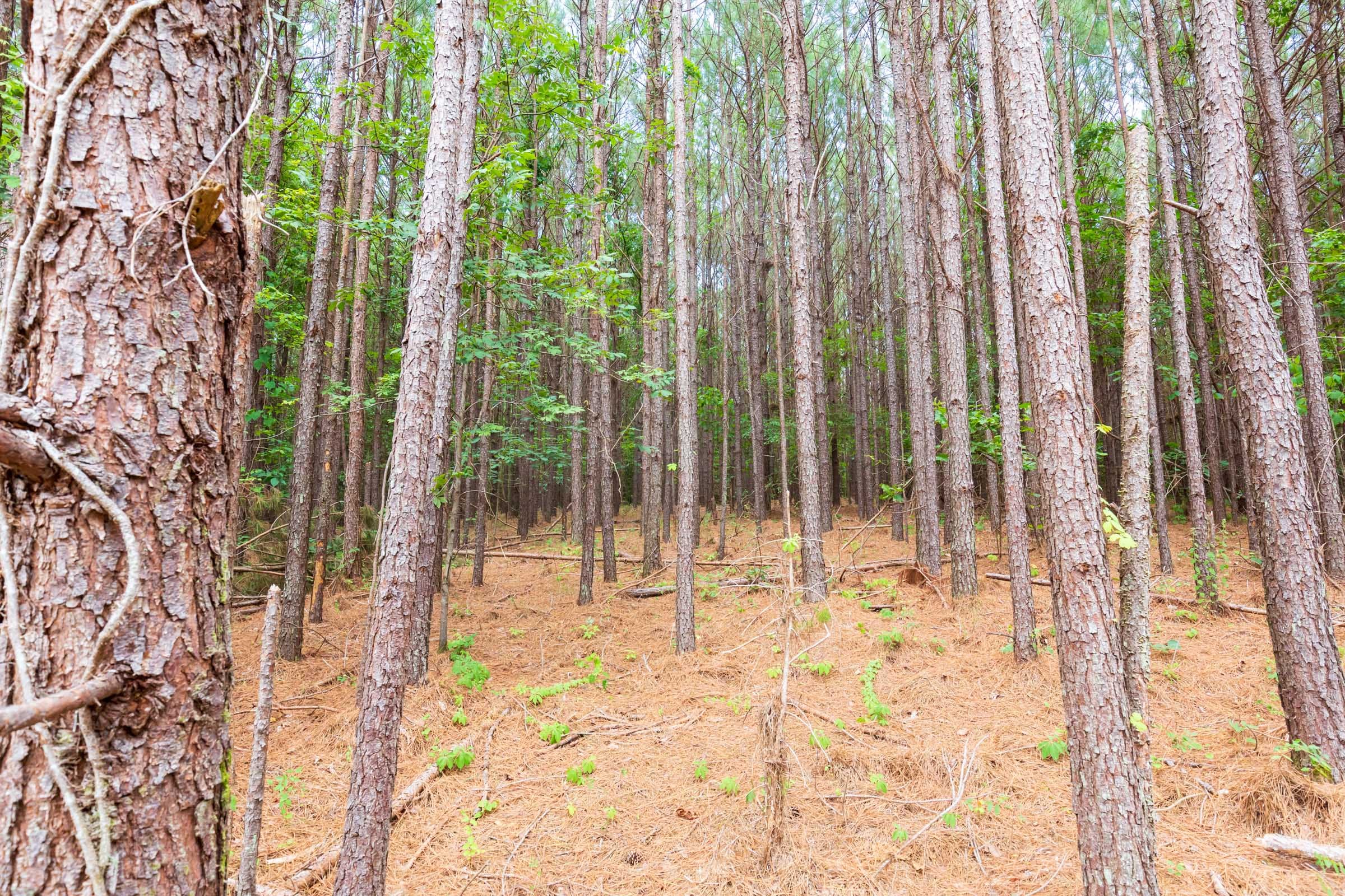 Whiskey Ridge Tract 102 photo 1