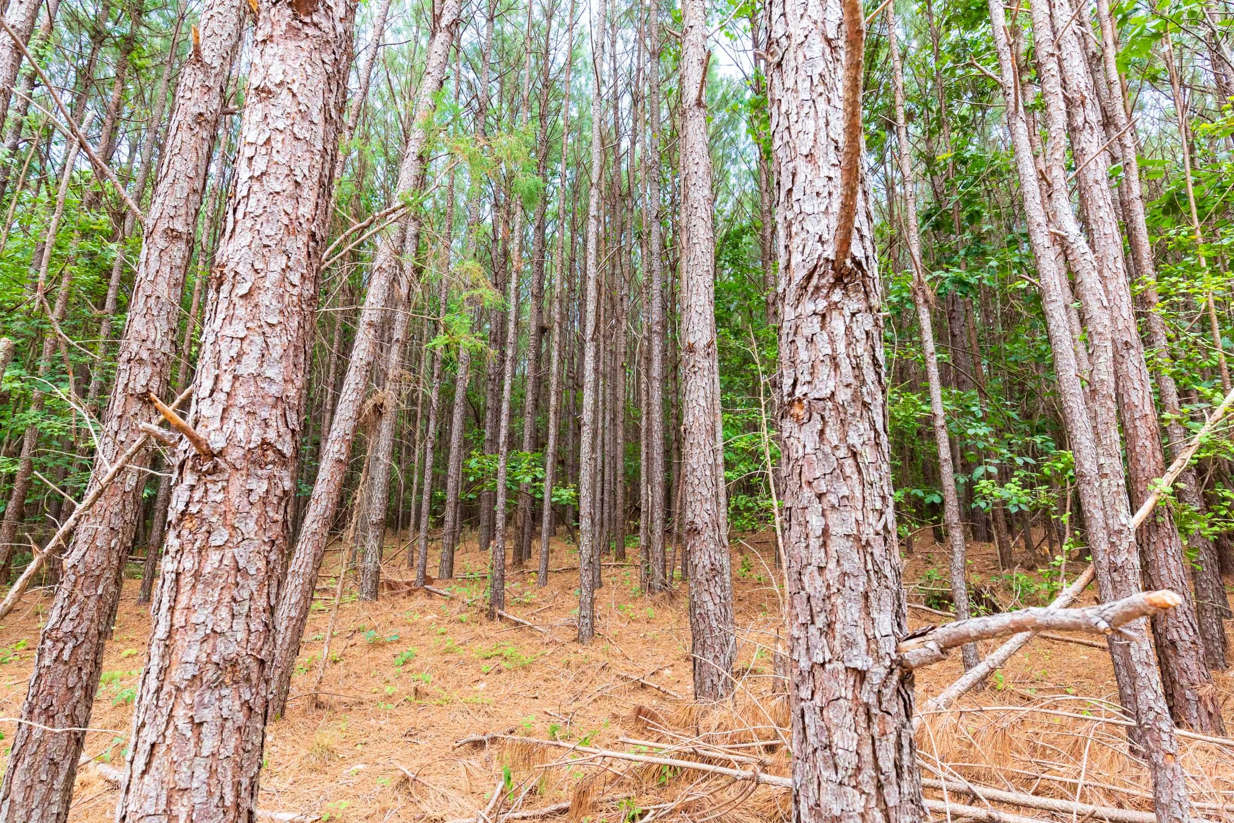 Whiskey Ridge Tract 102 photo 6