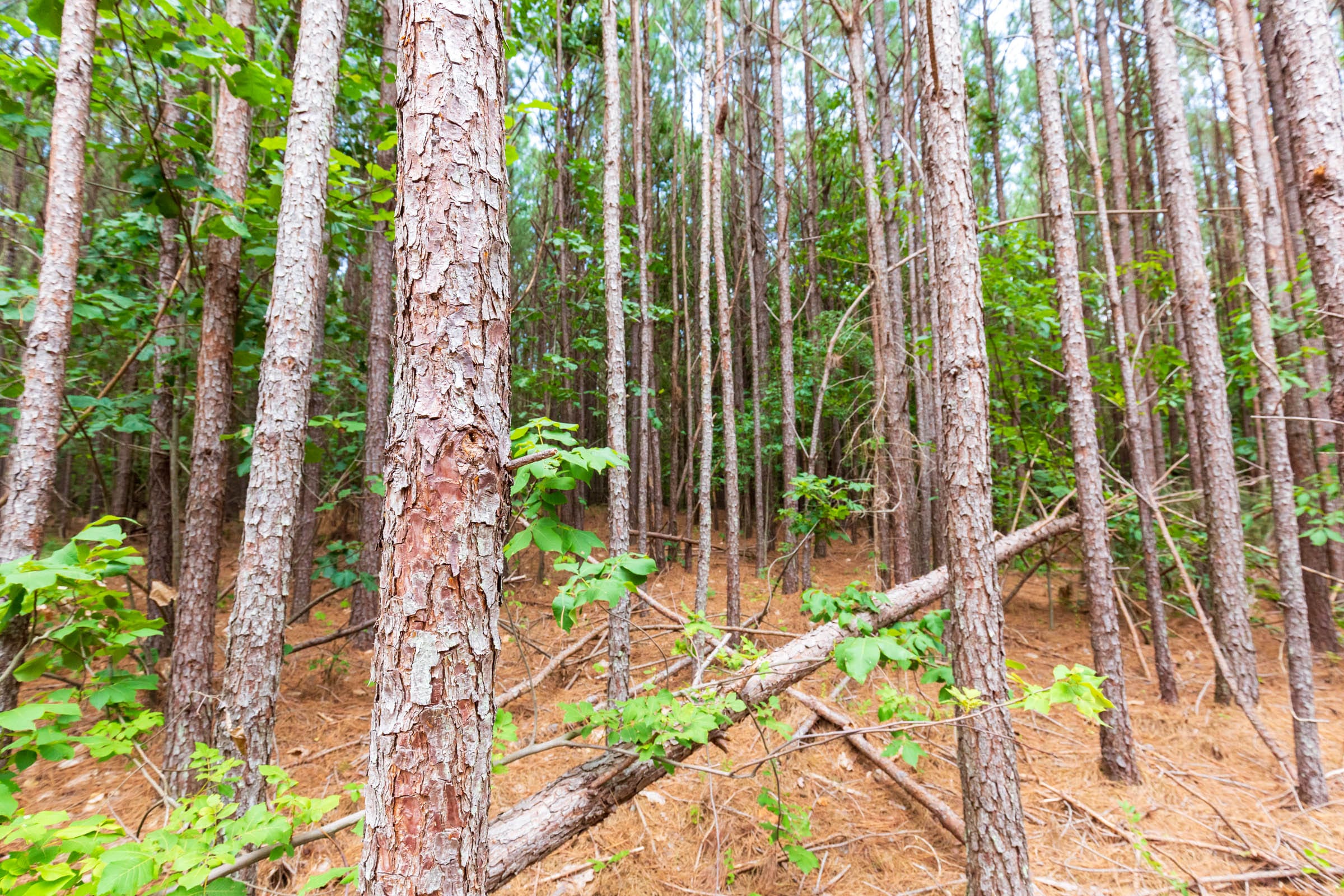 Whiskey Ridge Tract 102 photo 7