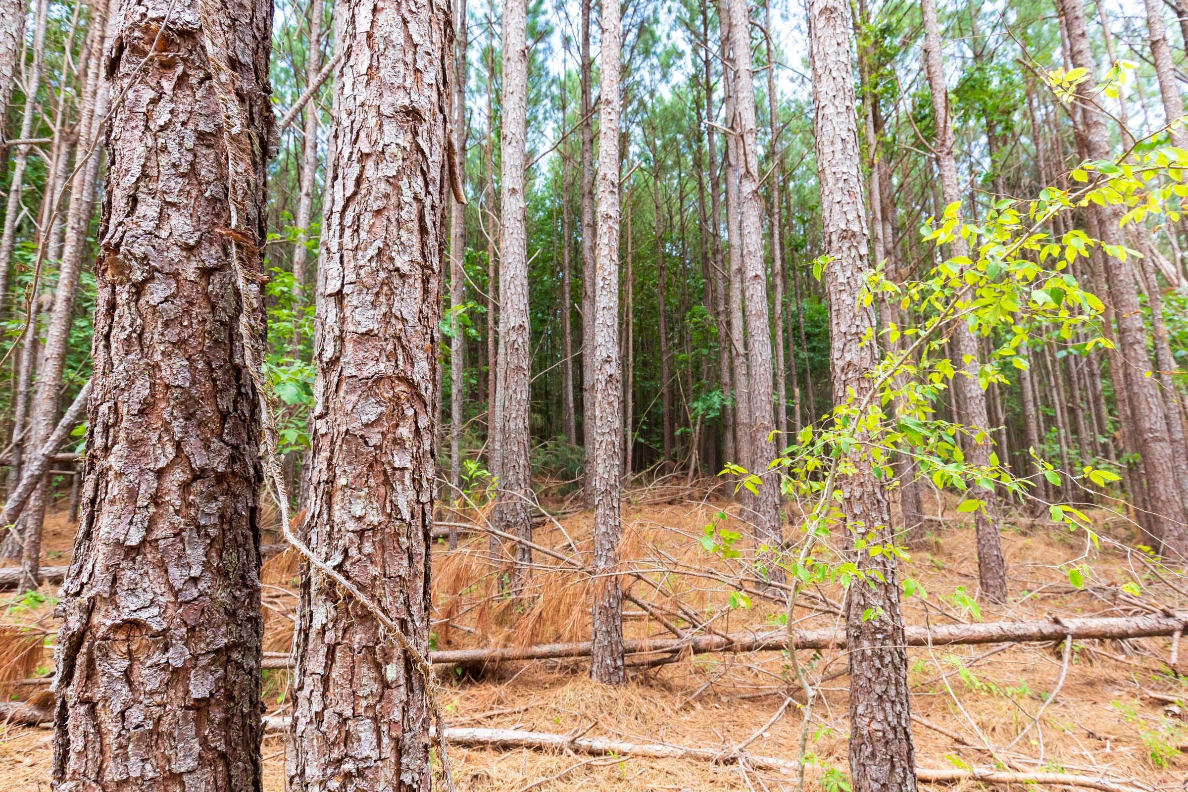 Whiskey Ridge Tract 102 photo 8