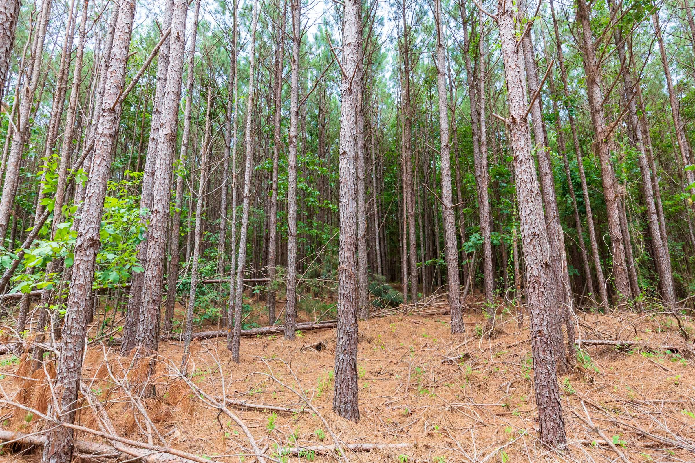 Whiskey Ridge Tract 102 photo 9