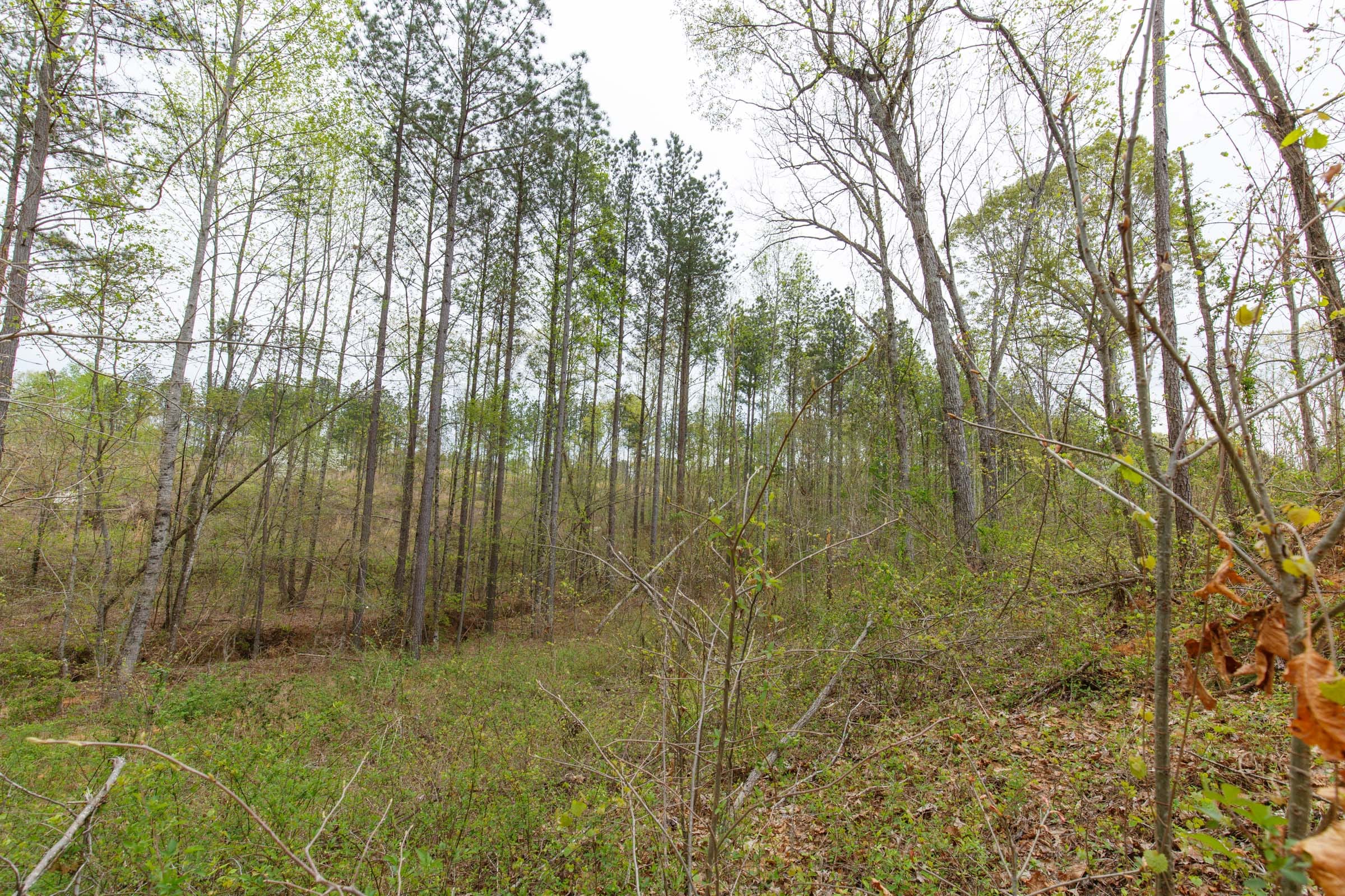Twin Rivers Tract 9 photo 9