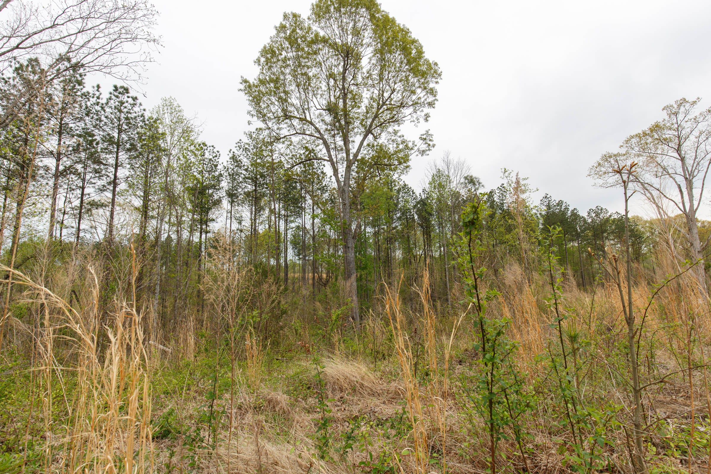 Twin Rivers Tract 9 photo 10