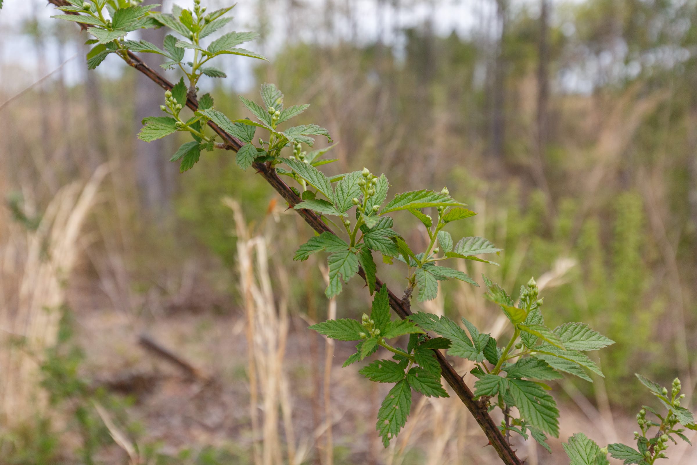 Twin Rivers Tract 9 photo 13