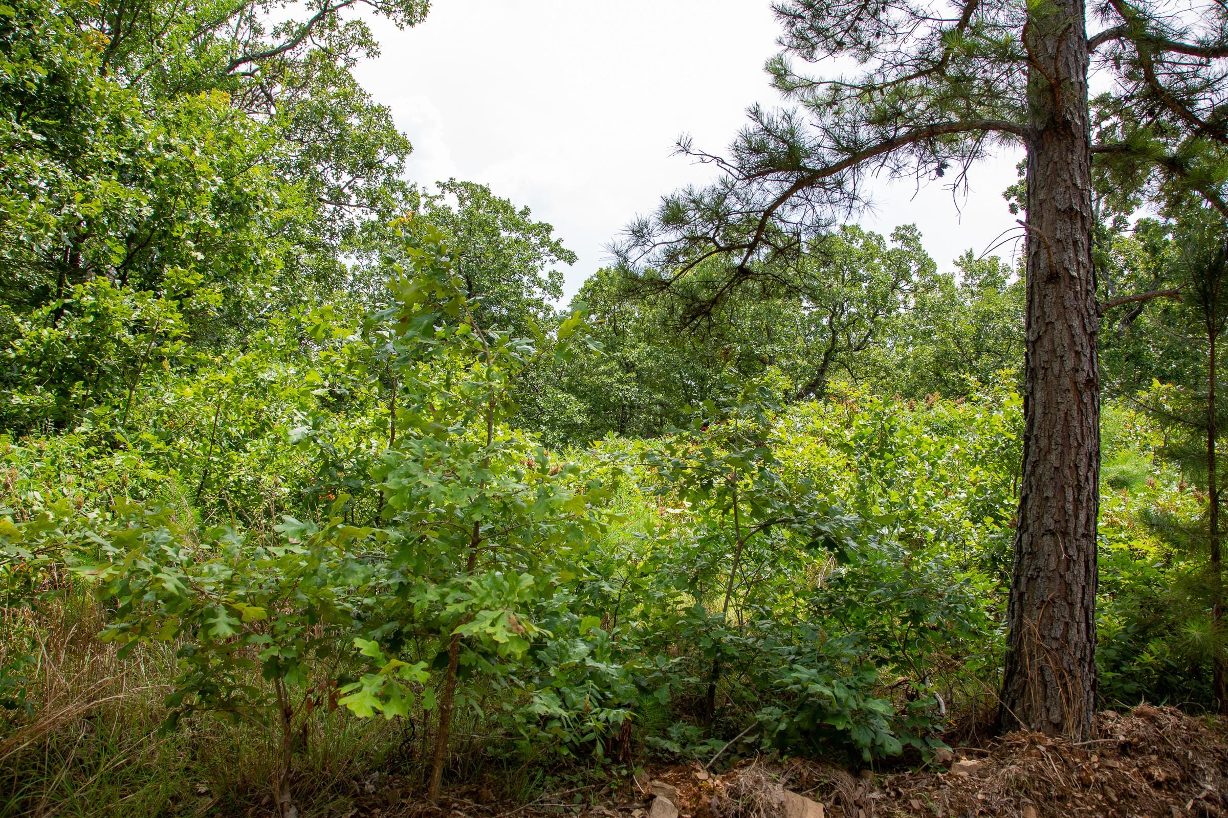 Tyler Stone Ranch Tract 20 photo 6