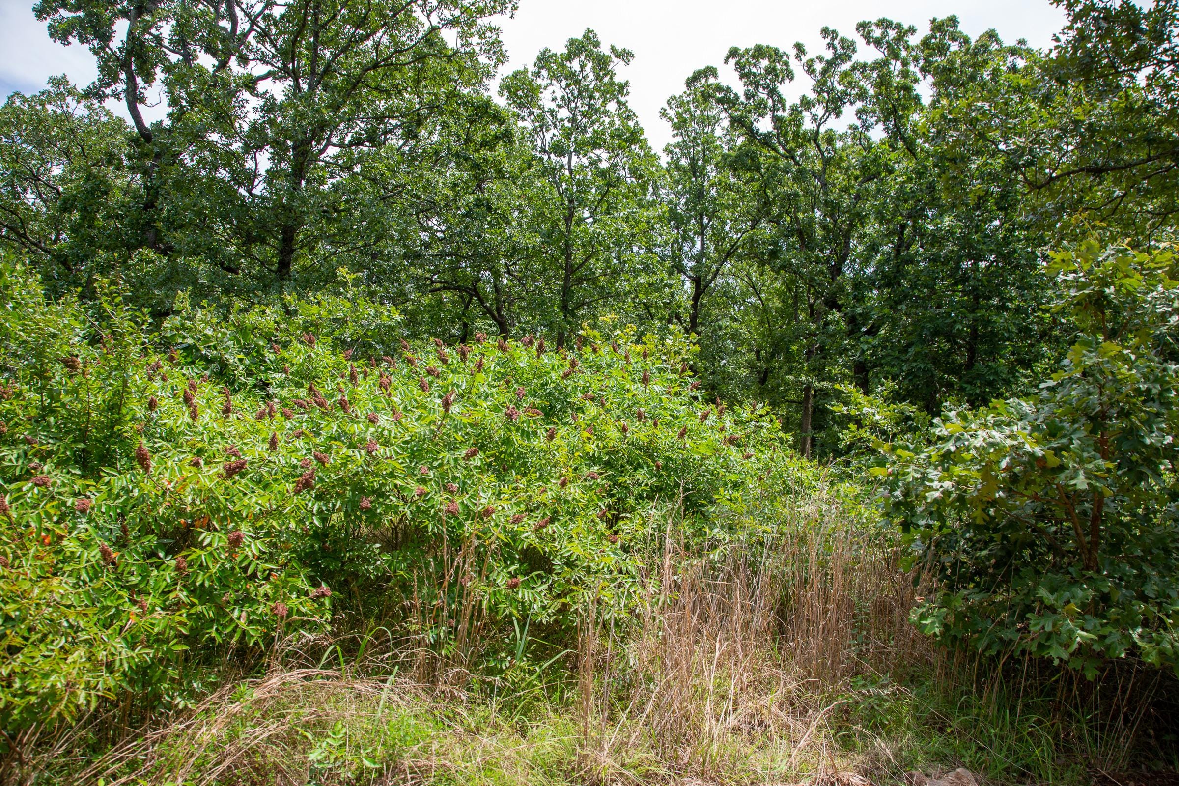 Tyler Stone Ranch Tract 20 photo 7