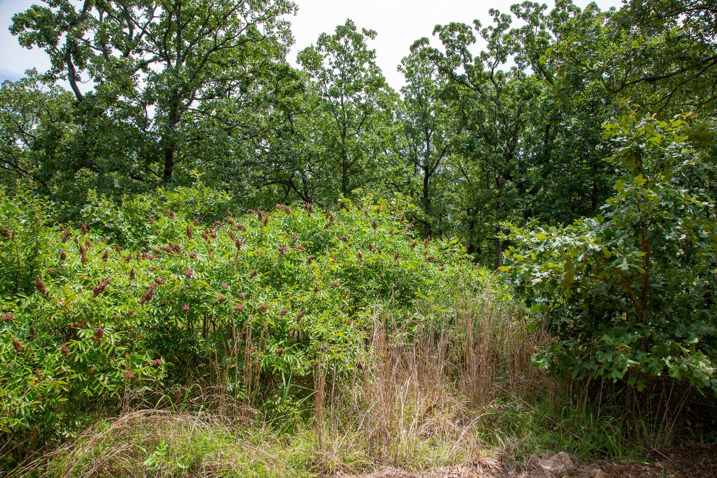 Tyler Stone Ranch Tract 20 photo 8