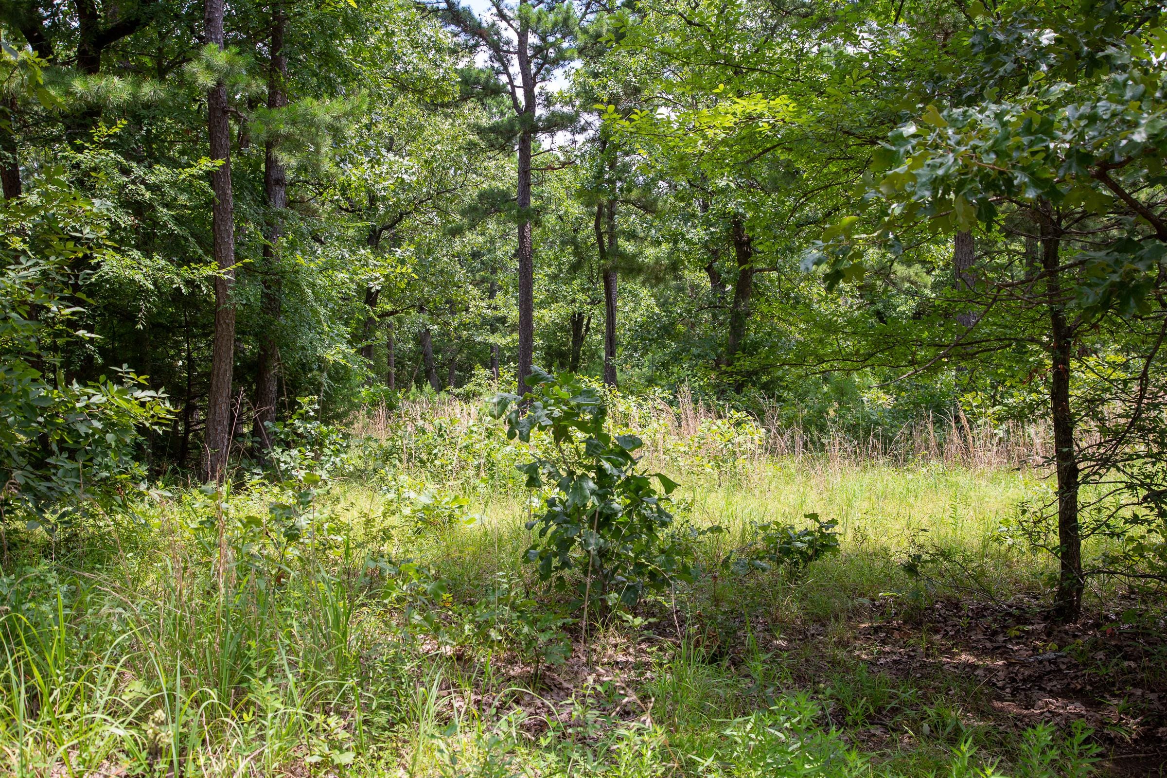 Tyler Stone Ranch Tract 20 photo 11