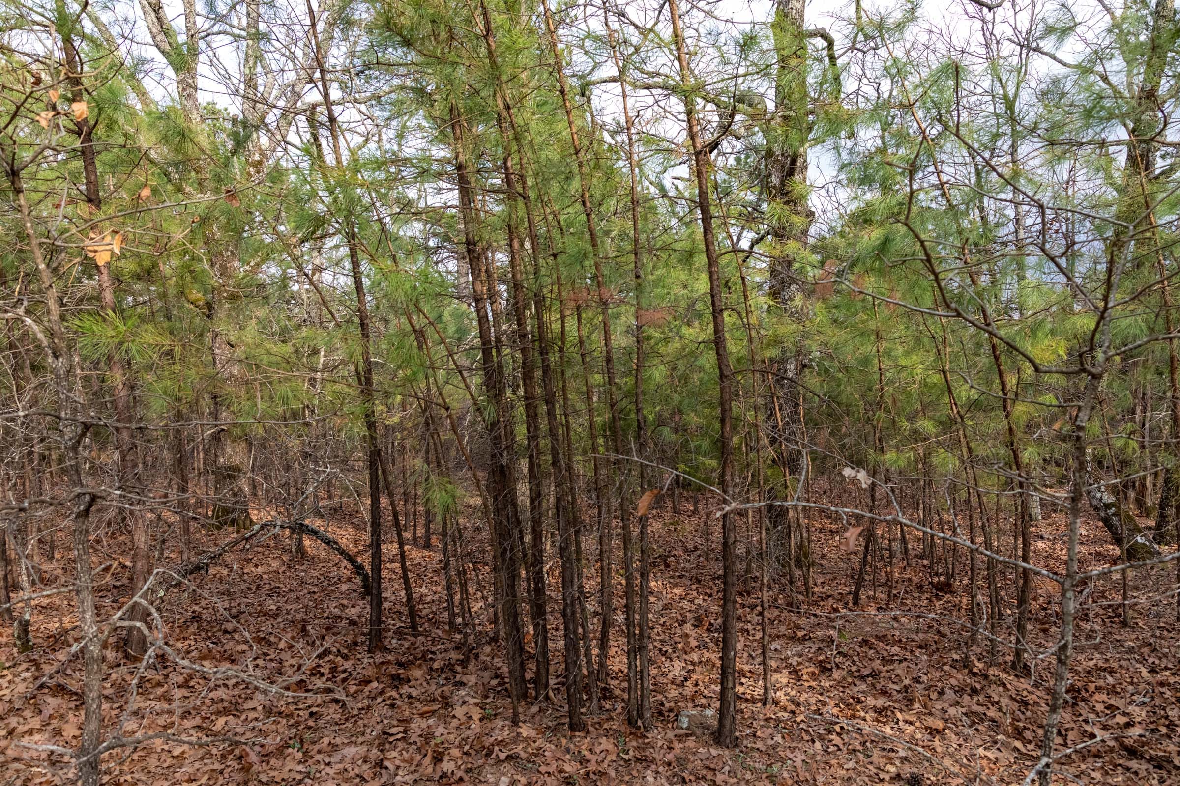 Stone Bridge Phase III Tract 181 photo 4