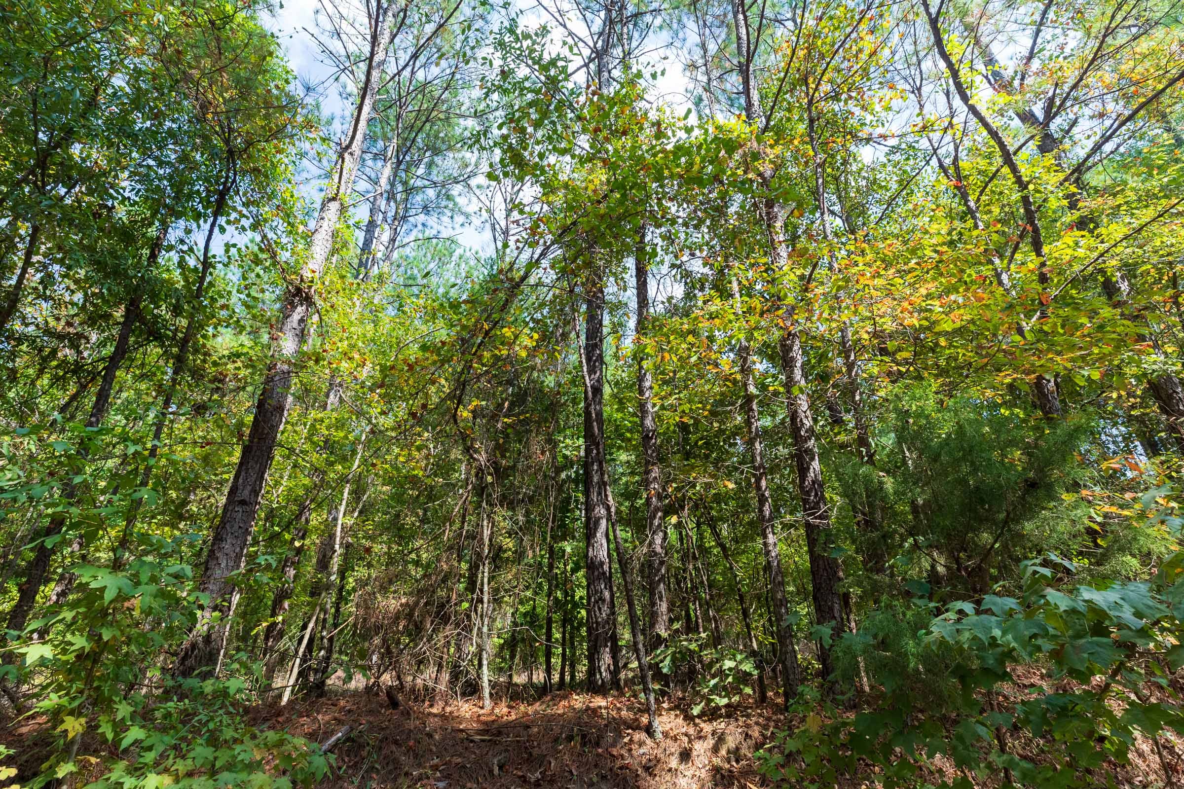 Willow Grove Tract 1 photo 10
