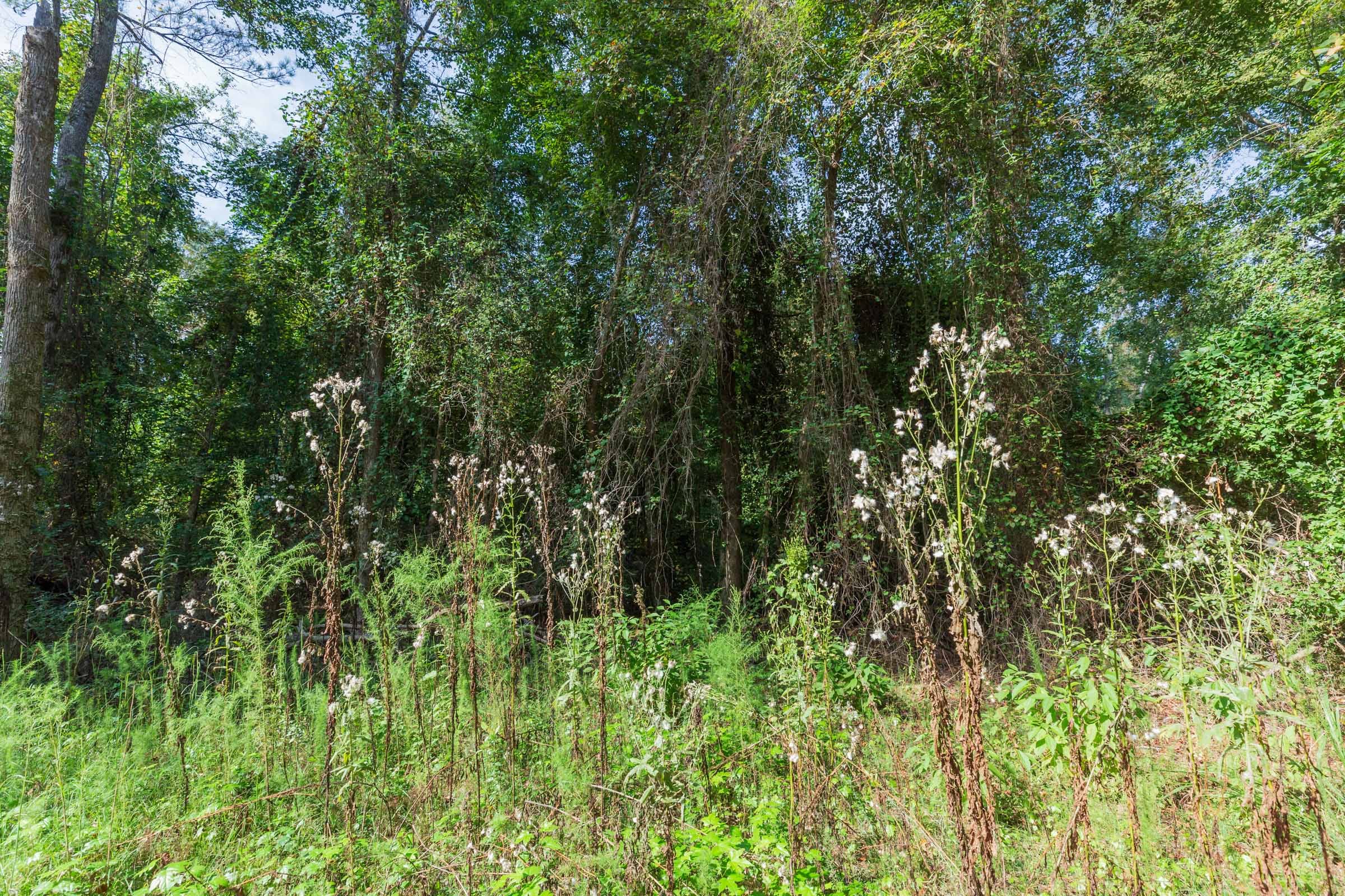 Willow Grove Tract 1 photo 13