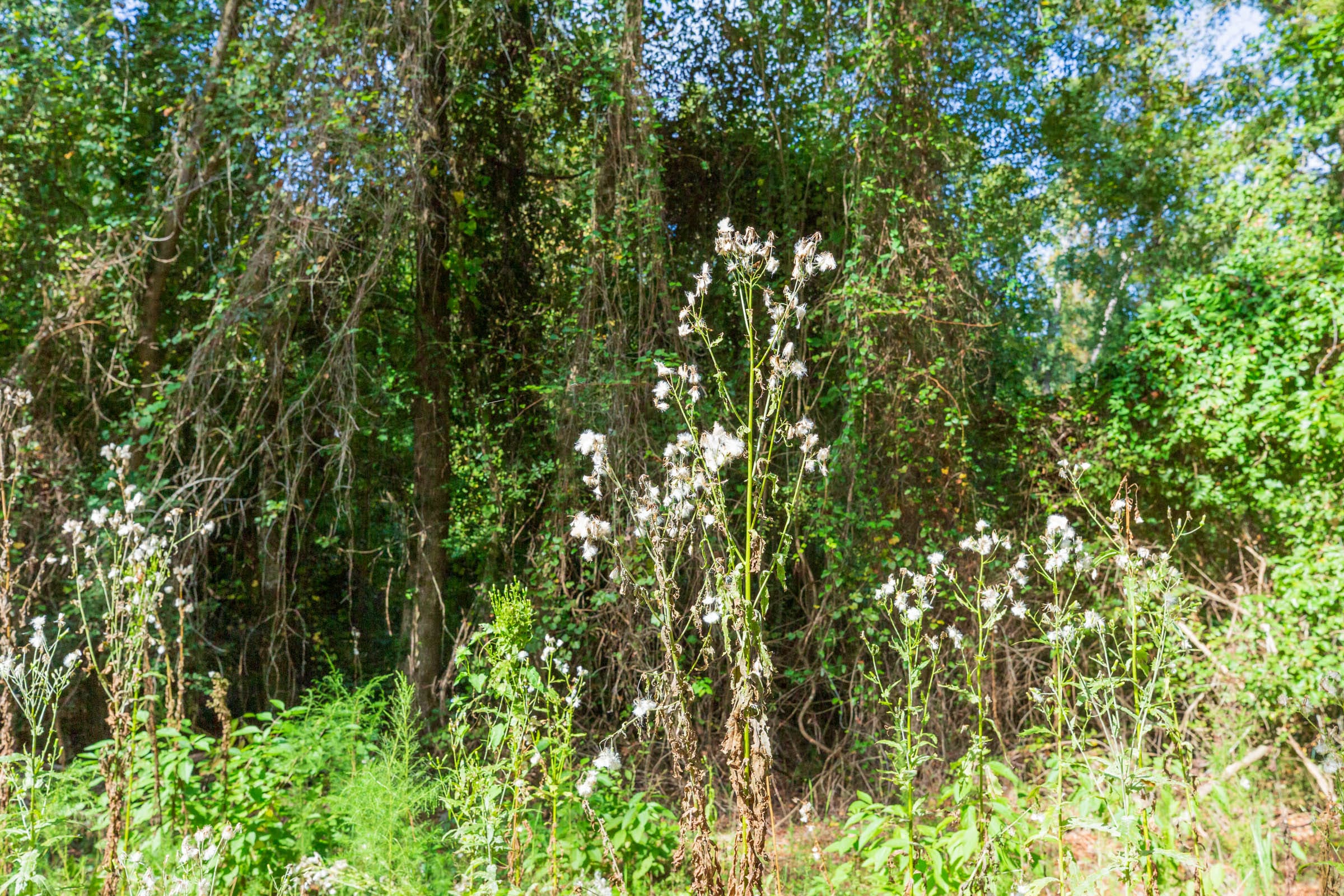 Willow Grove Tract 1 photo 6