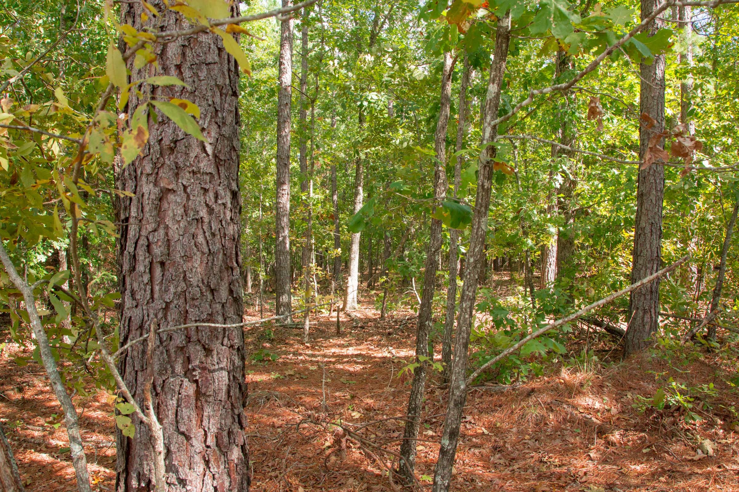 Wagon Wheel Ranch Tract 42 photo 3