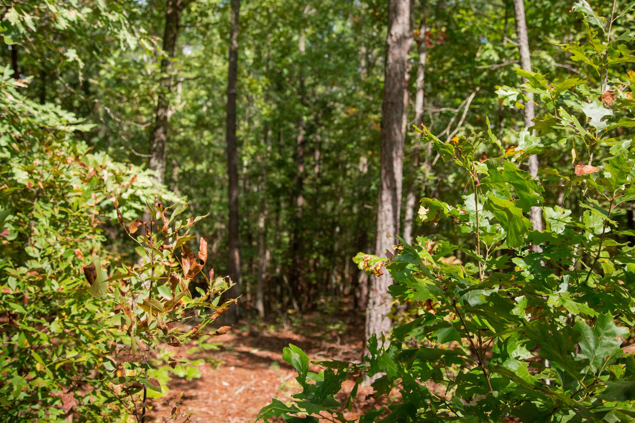 Wagon Wheel Ranch Tract 42 photo 5