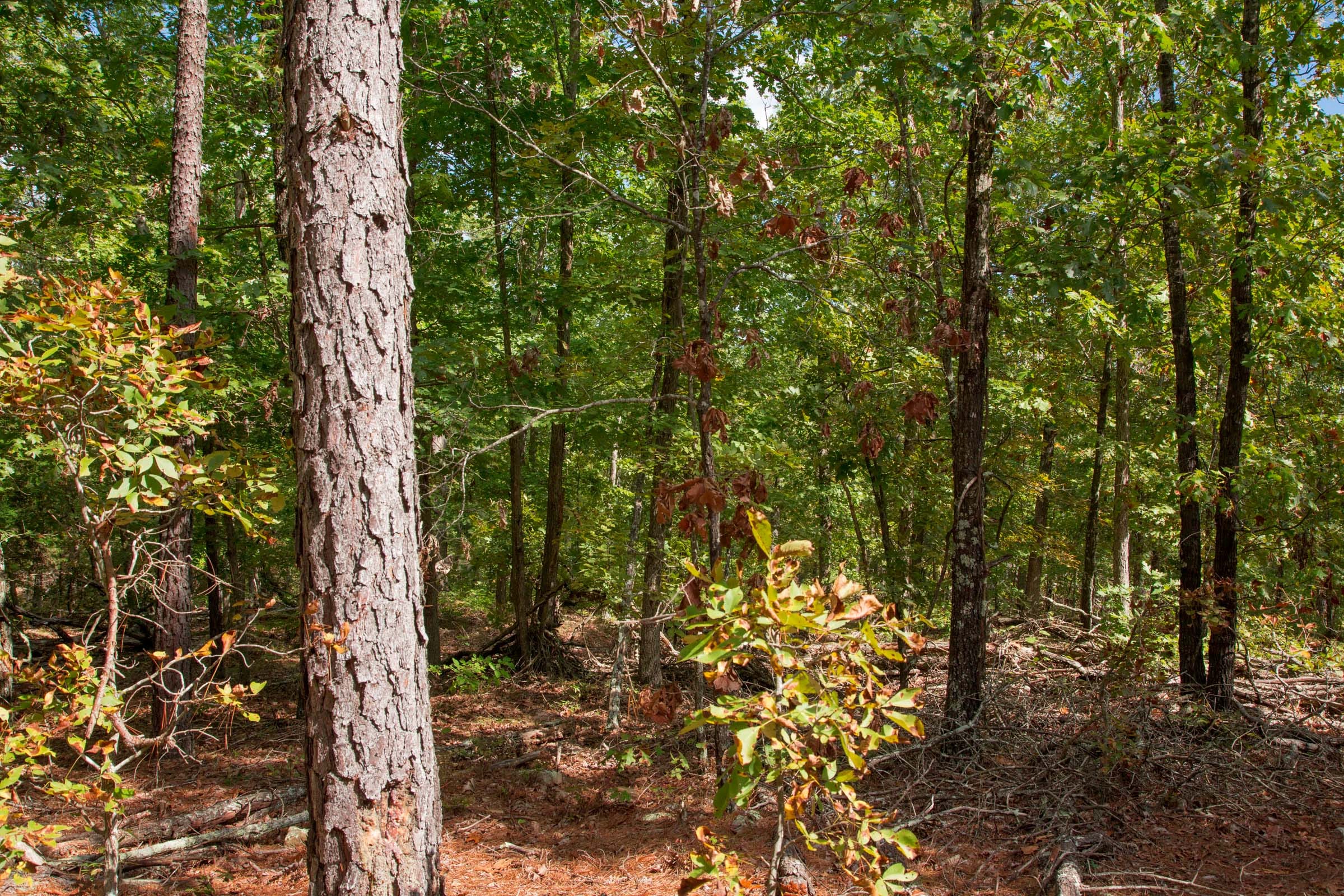Wagon Wheel Ranch Tract 42 photo 6