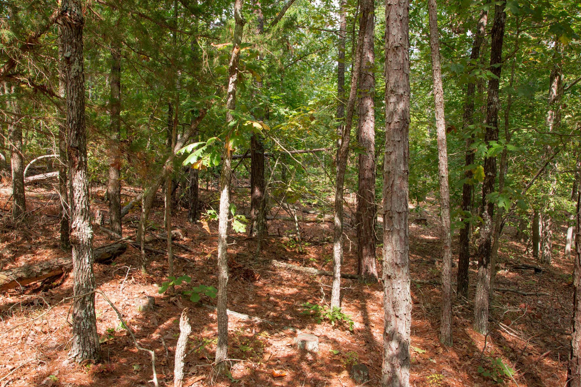 Wagon Wheel Ranch Tract 42 photo 8