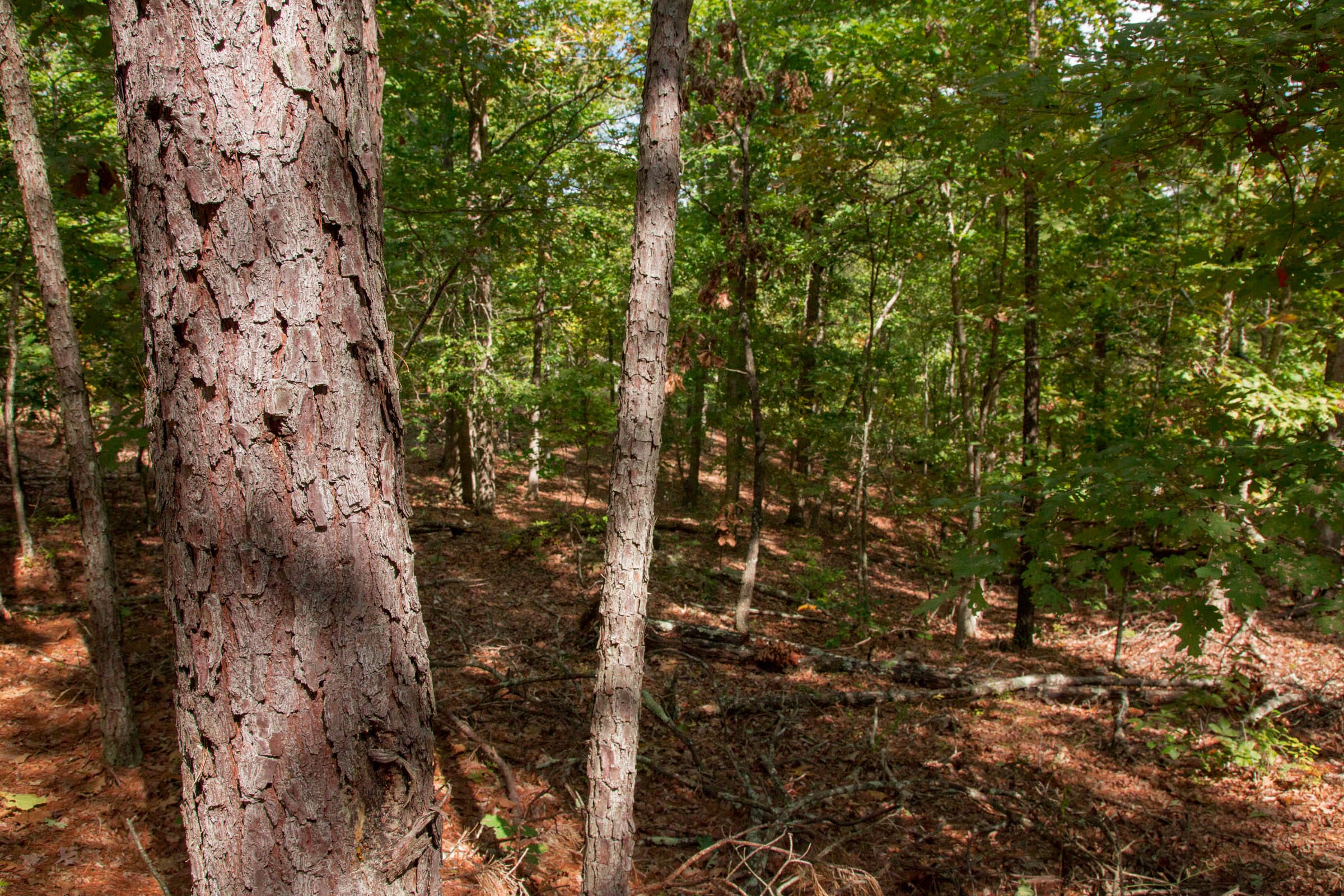 Wagon Wheel Ranch Tract 42 photo 9